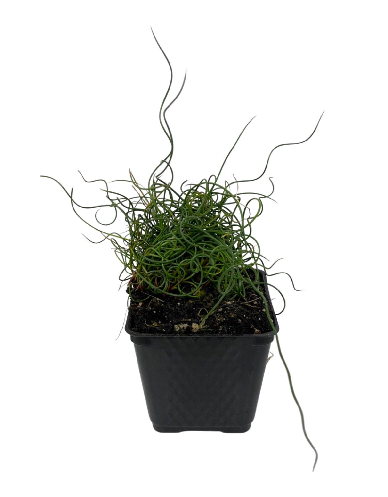 Juncus effusus &lsquo;Spiralis&rsquo; 4 Inch – The Garden Corner