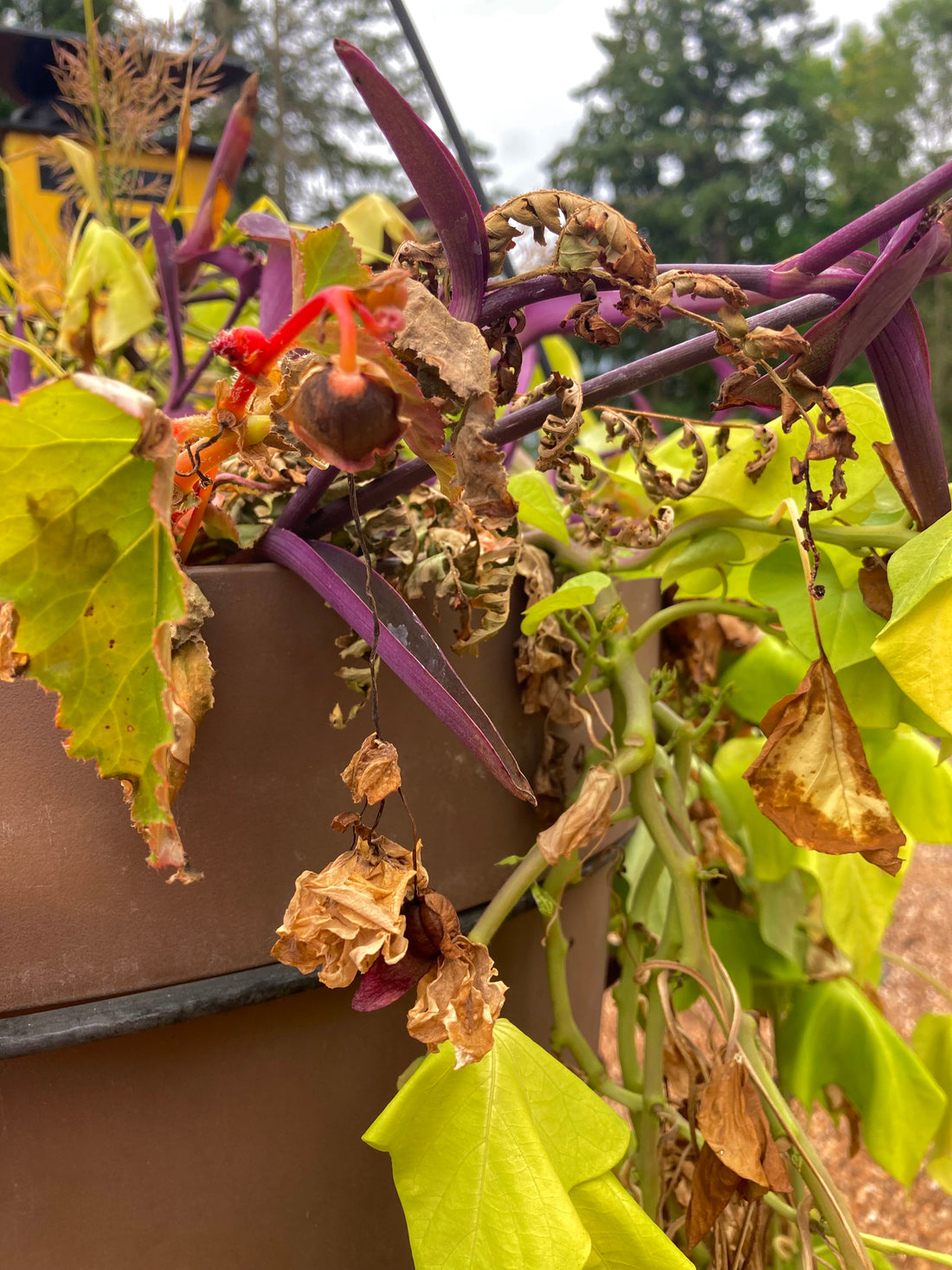 Five stages of fall!