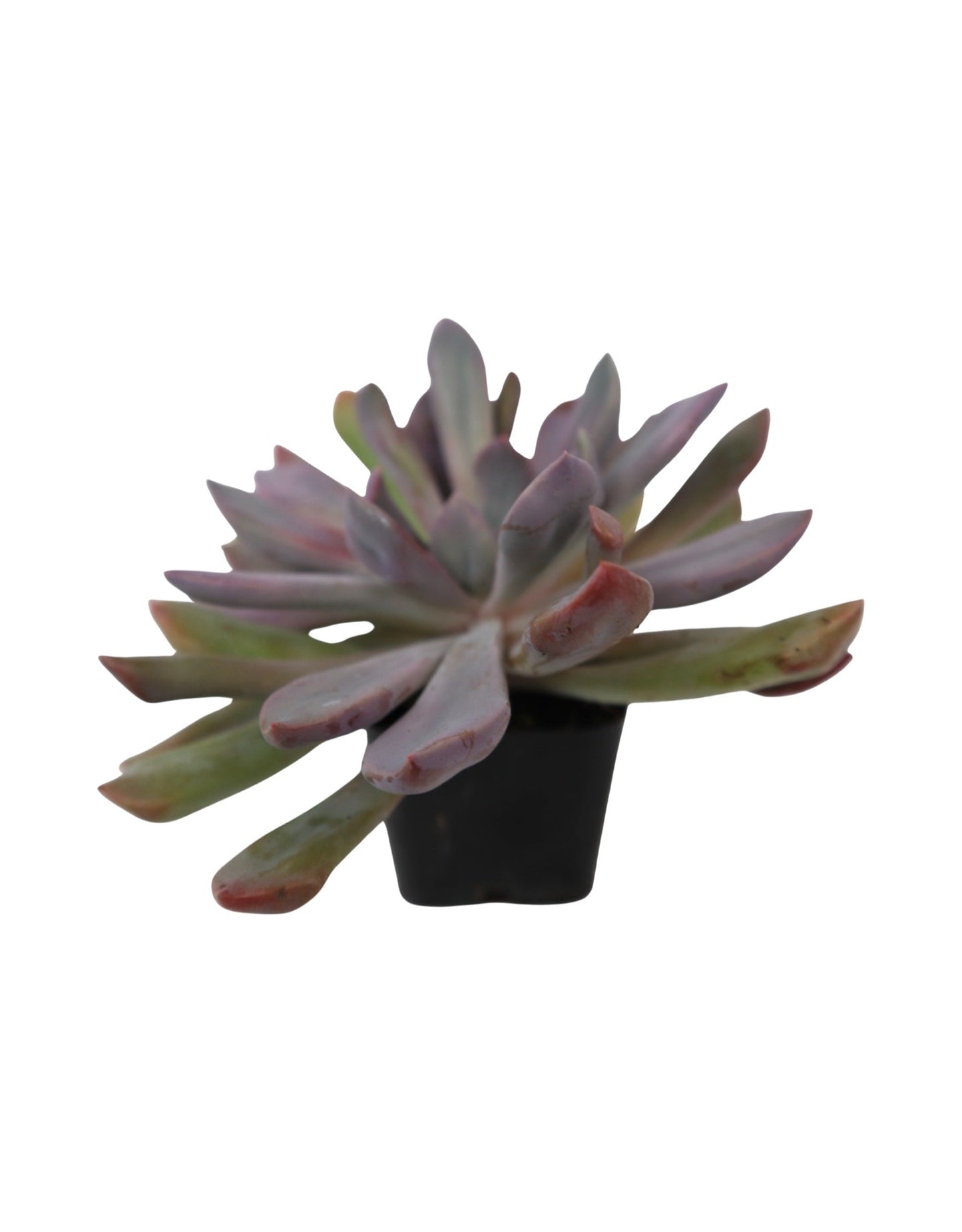 Echeveria runyonii 'Rose'