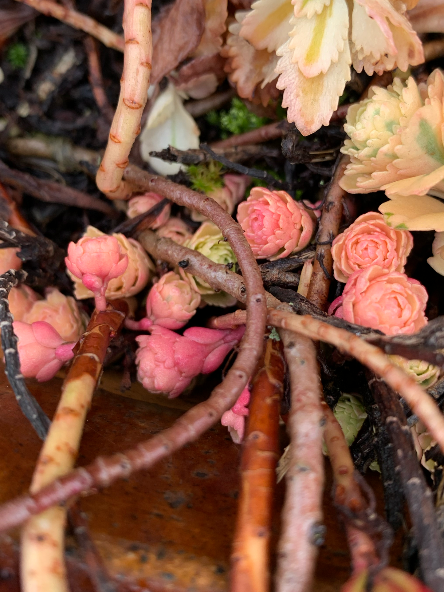 Sedum takesimense 'Atlantis'