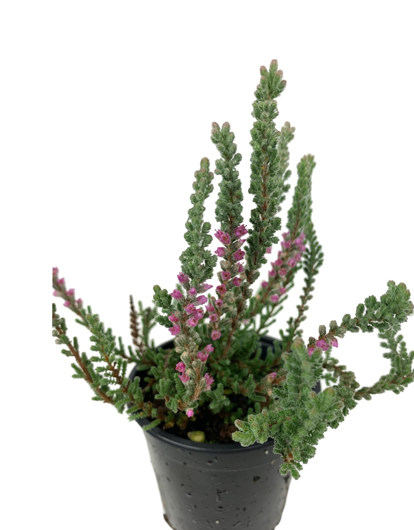 Calluna vulgaris 'Zilly'