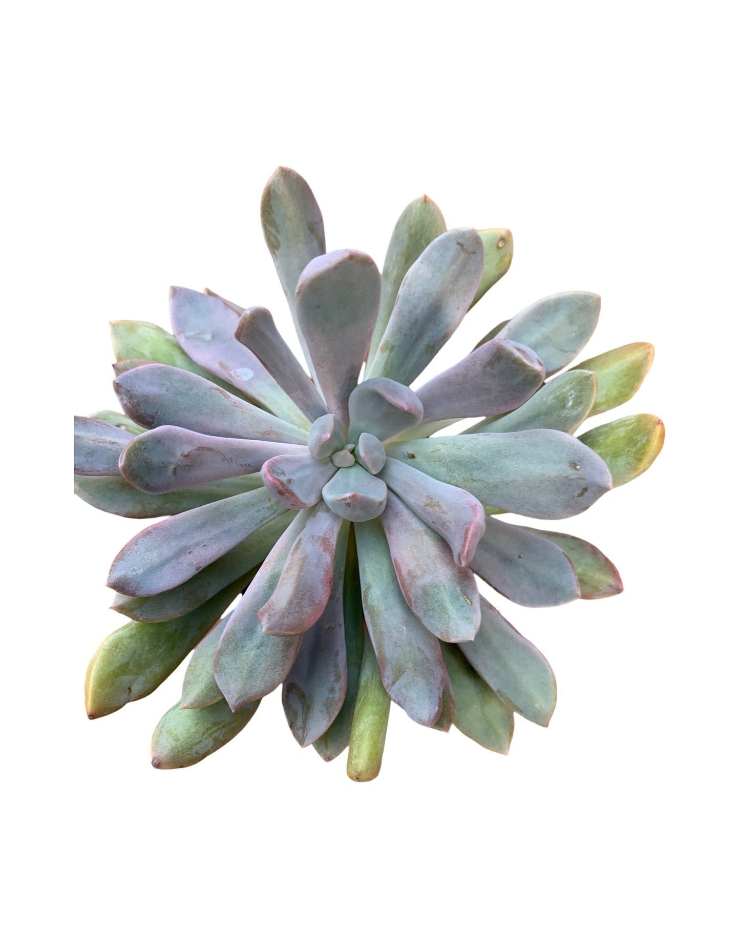 Echeveria runyonii 'Rose'