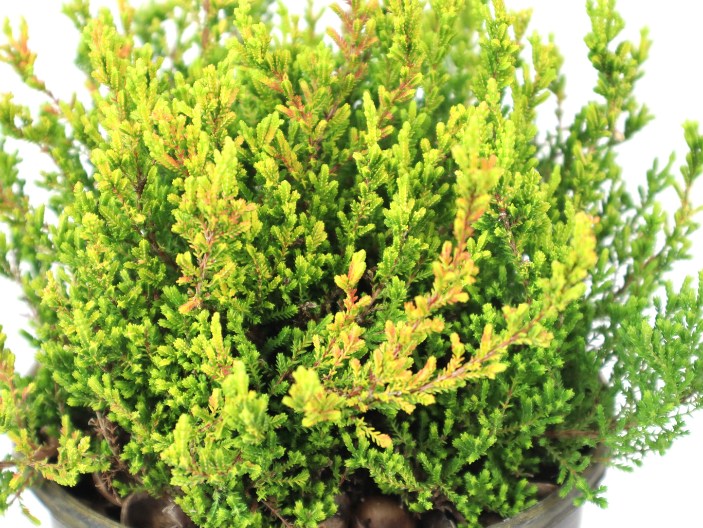 Calluna vulgaris 'Firefly'