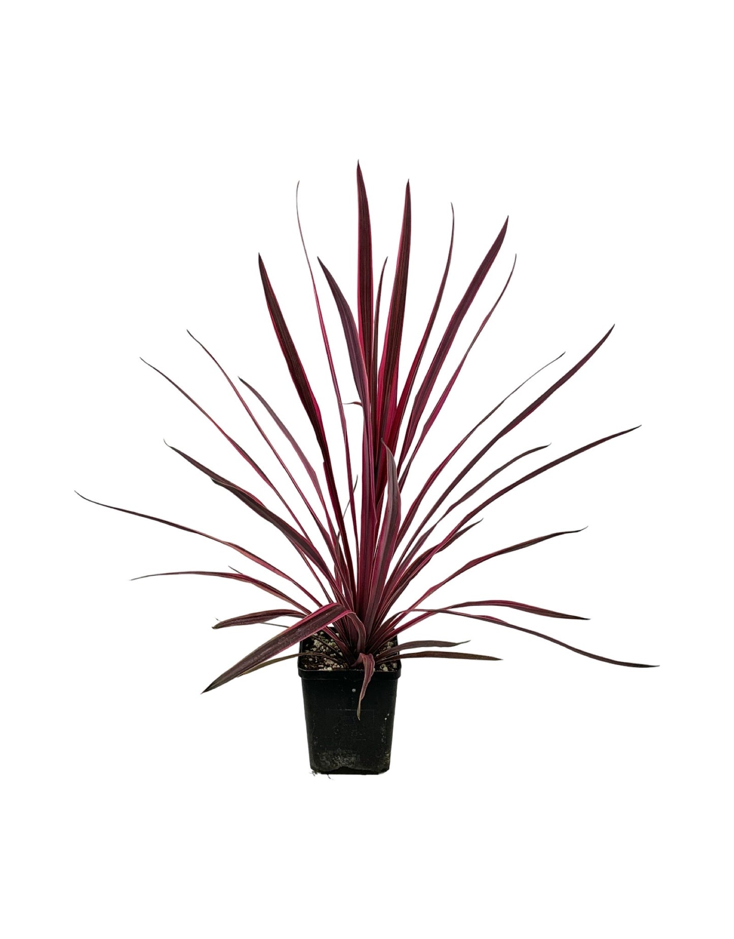 Cordyline australis 'Paso Doble'