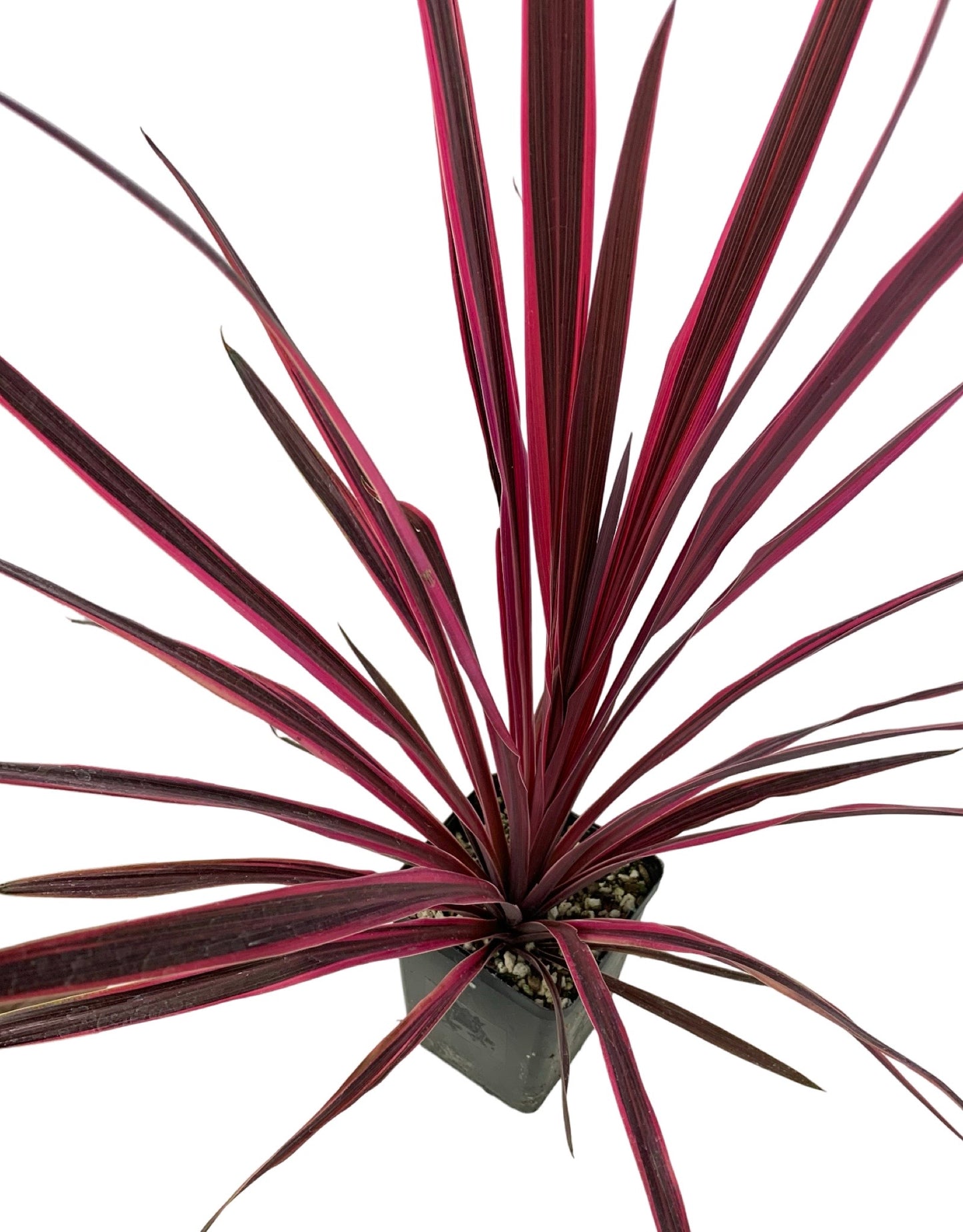 Cordyline australis 'Paso Doble'