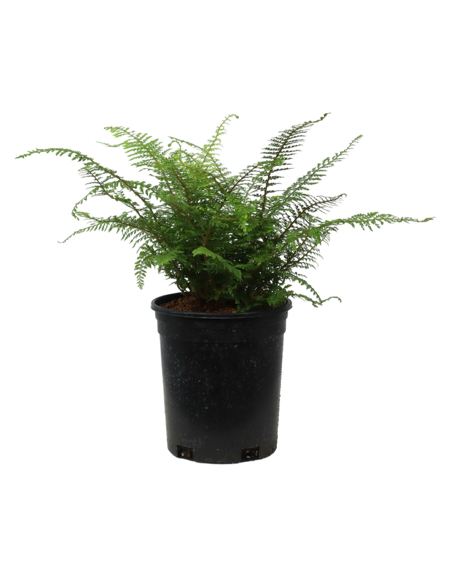 Polystichum setiferum