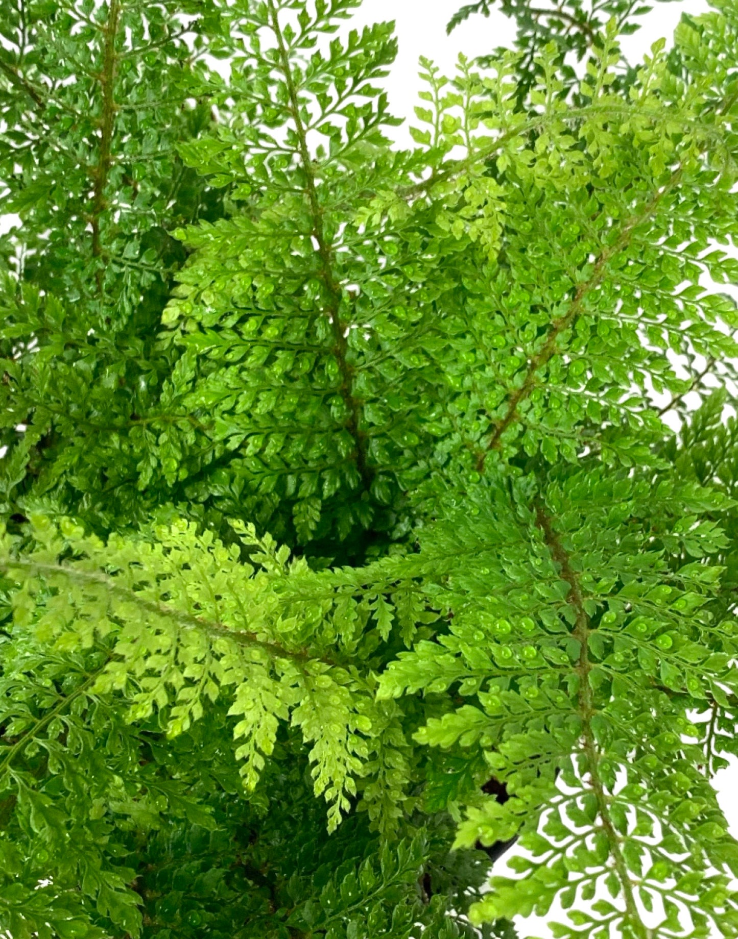 Polystichum setiferum