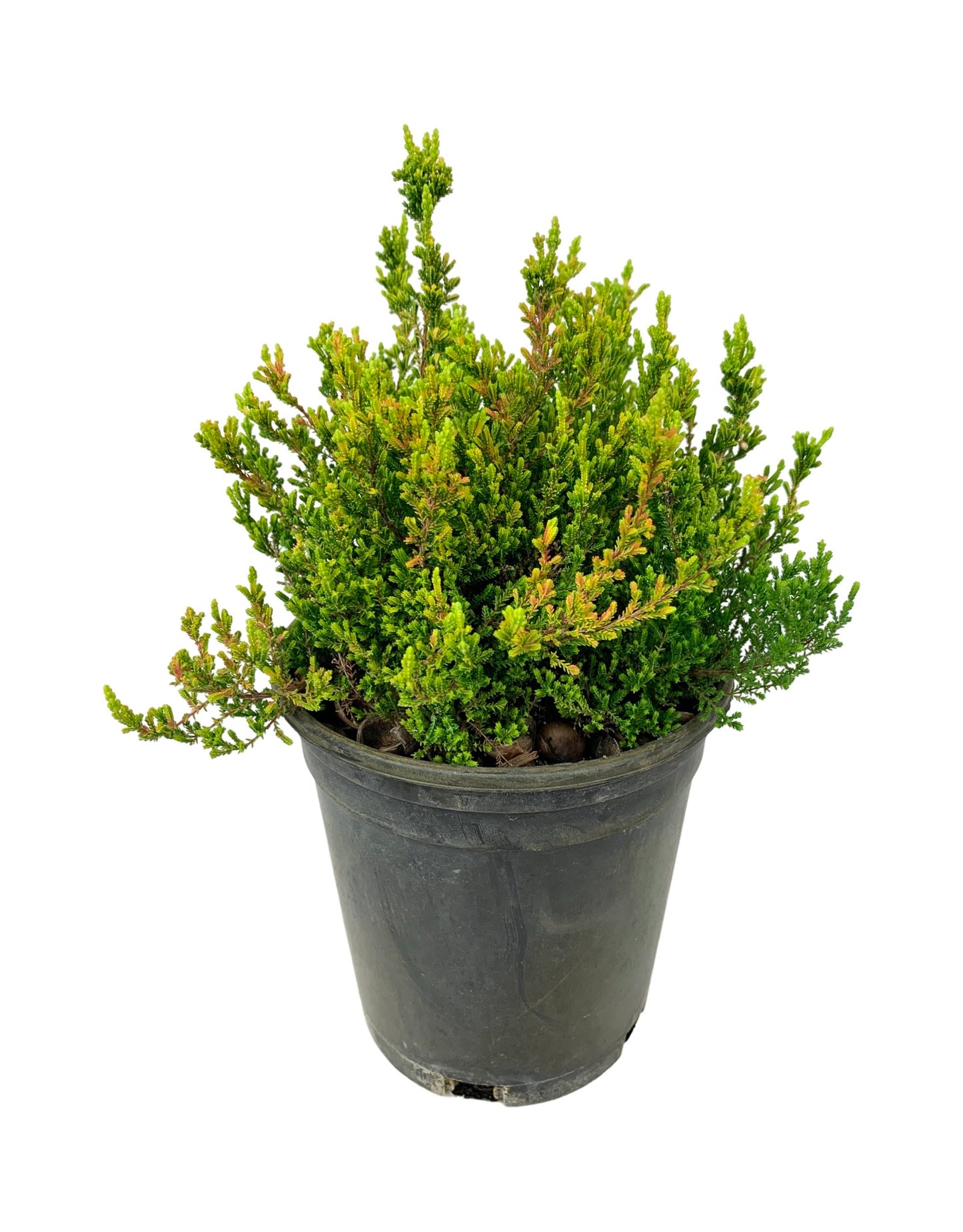 Calluna vulgaris 'Firefly'