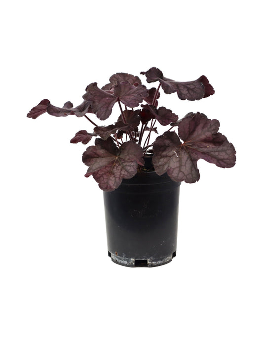 Heuchera x villosa 'Grande Black'