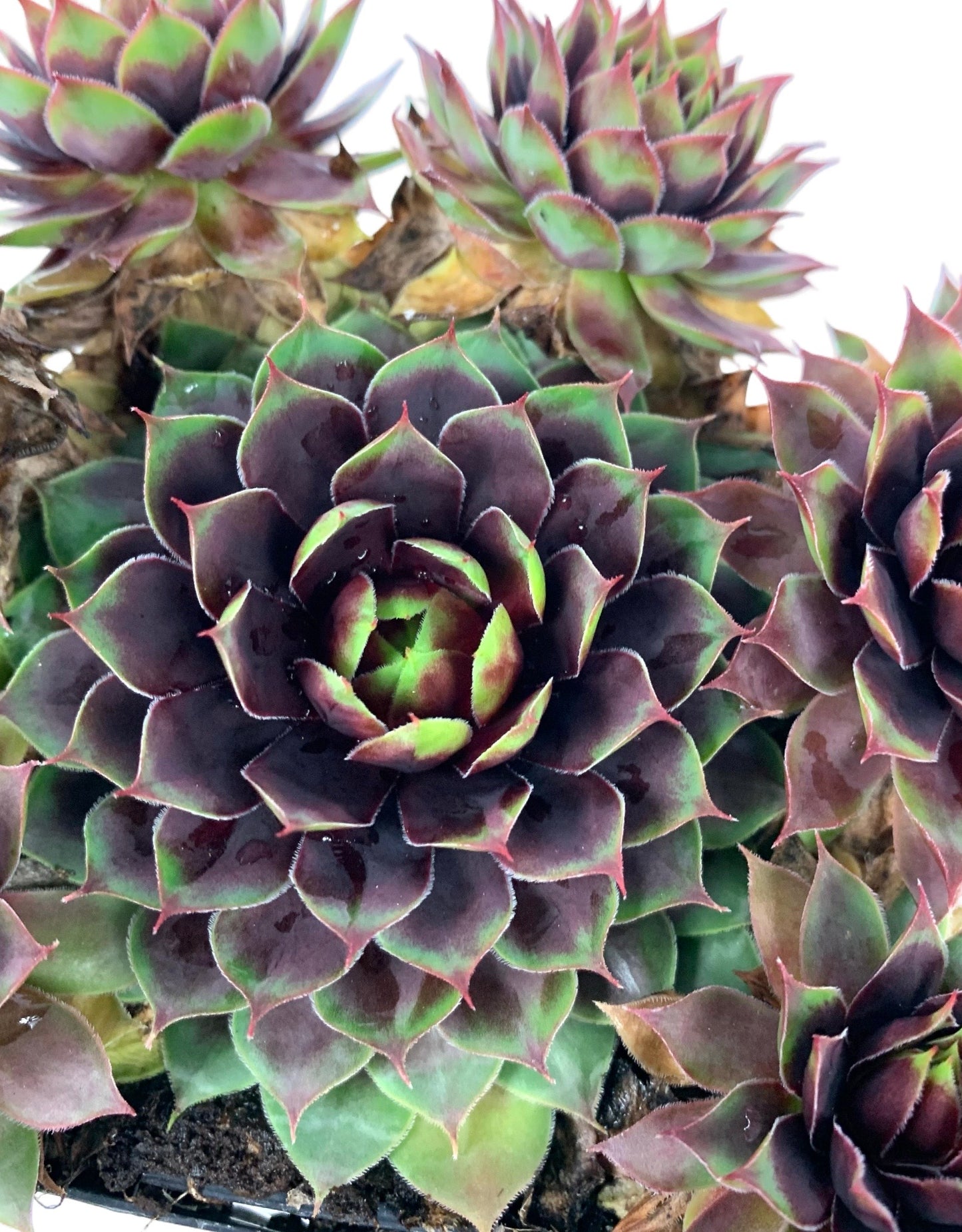 Sempervivum 'Chick Charm Cranberry Cocktail'