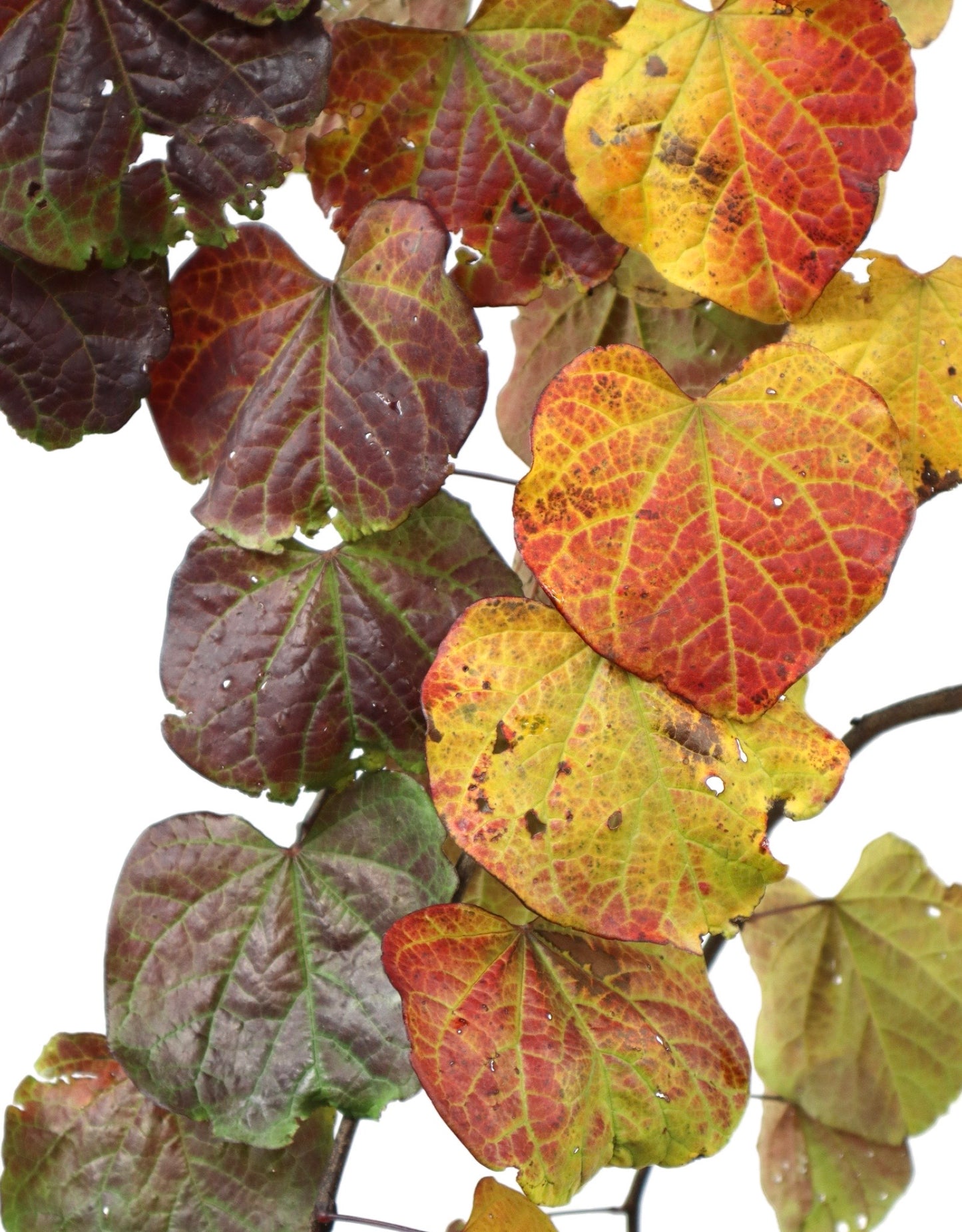 Cercis canadensis 'Ruby Falls