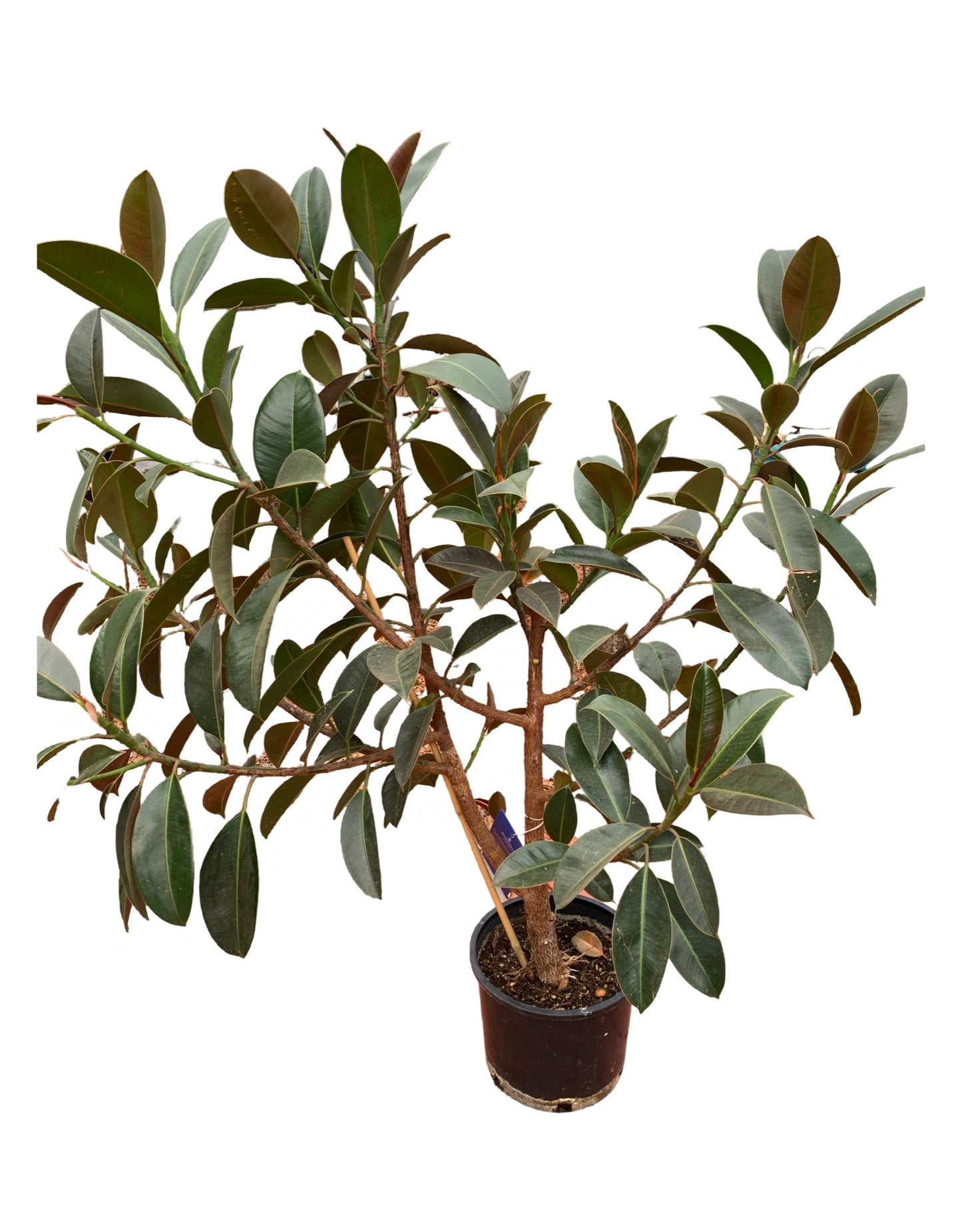 Ficus elastica 'Melany' 3 Gallon