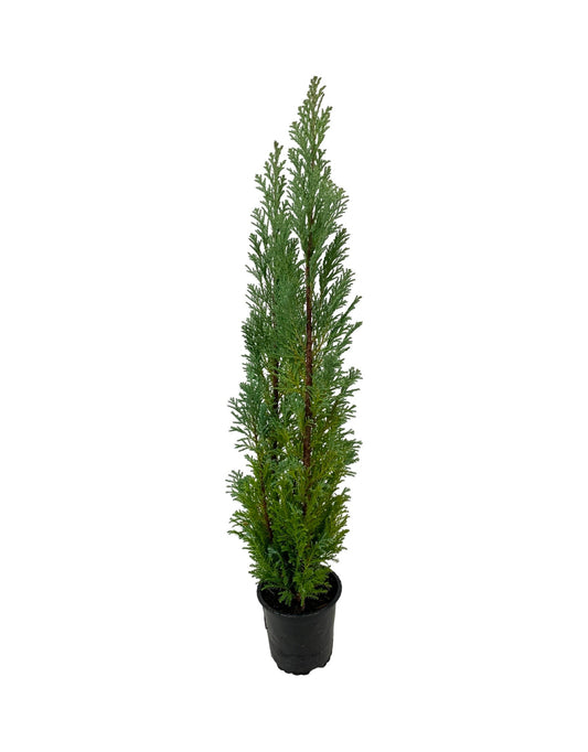 Chamaecyparis lawsoniana 'Ellwoodii'