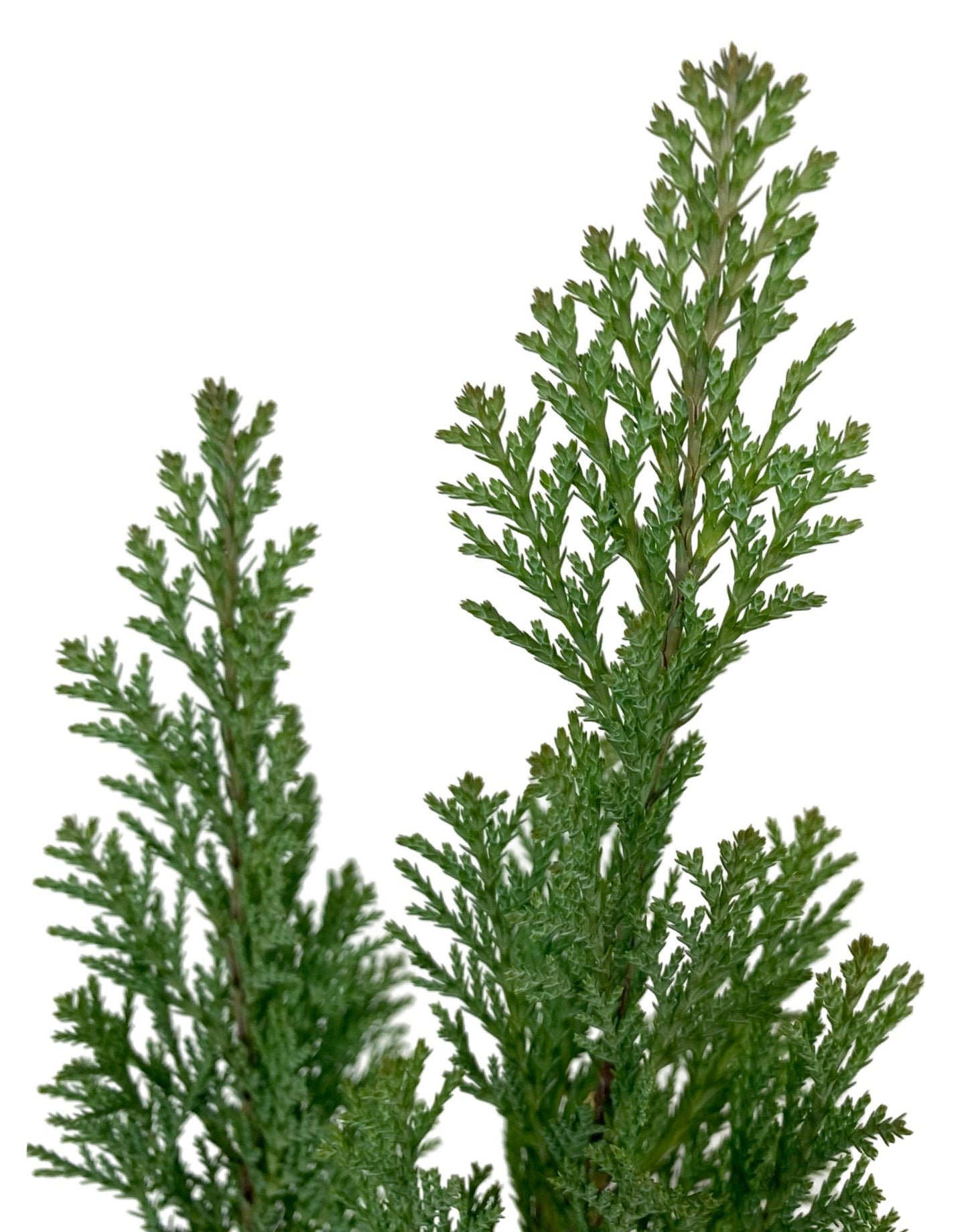 Chamaecyparis lawsoniana 'Ellwoodii'