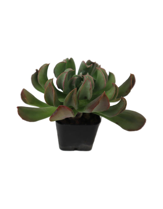 Echeveria runyonii