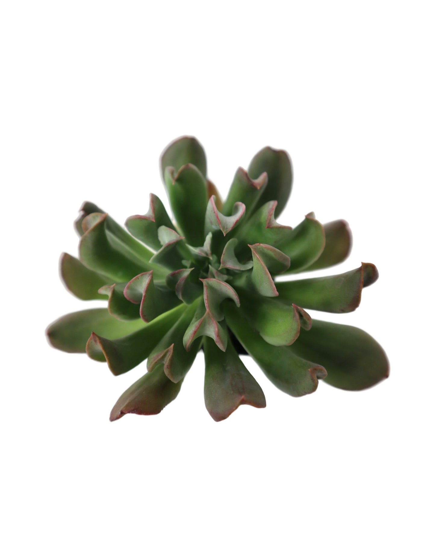 Echeveria runyonii