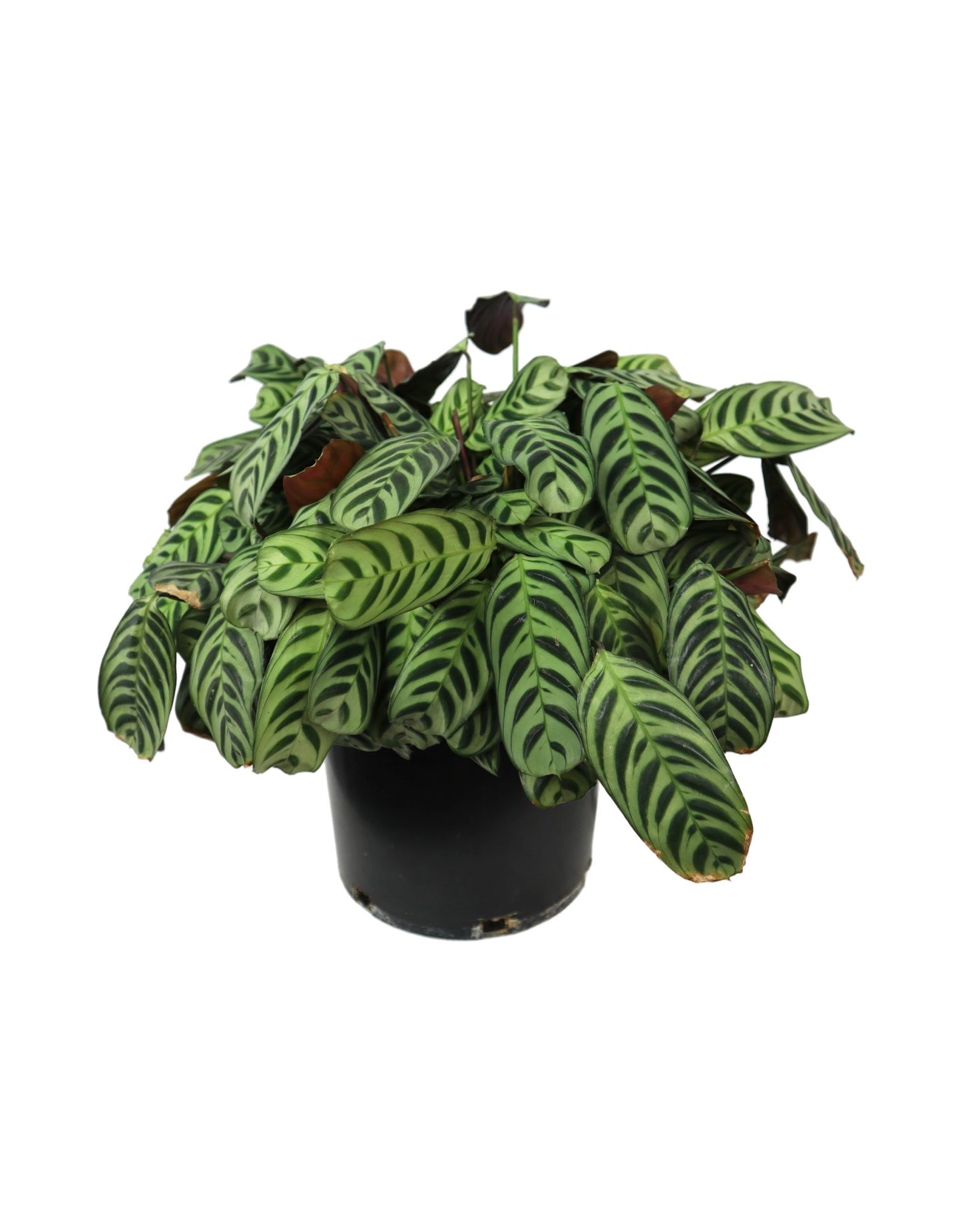 Calathea makoyana