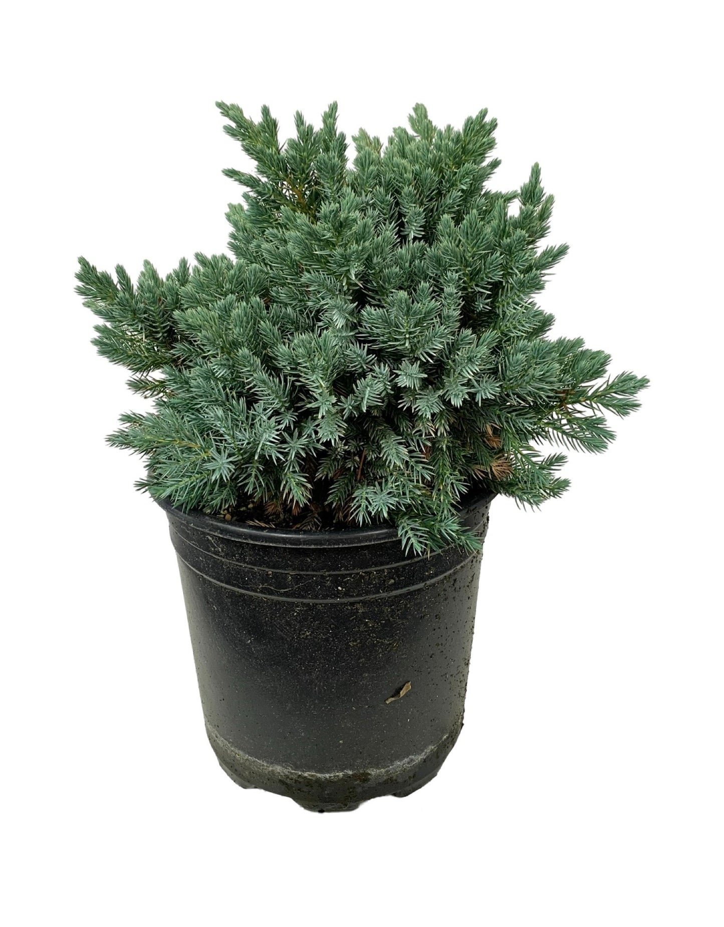 Juniperus squamata 'Blue Star'