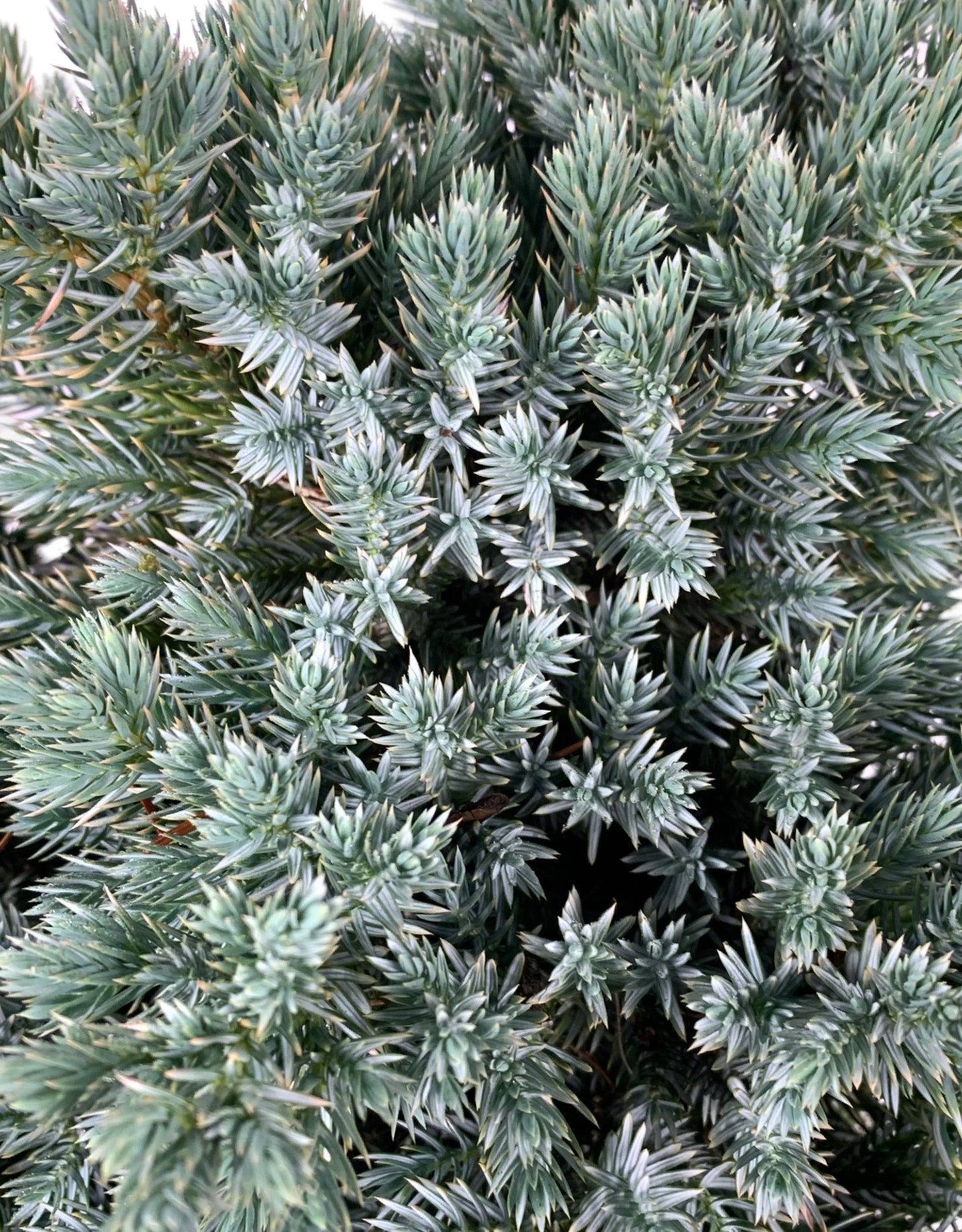 Juniperus squamata 'Blue Star'