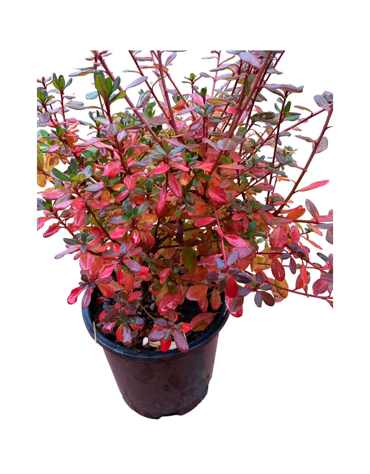 Azalea 'Hino Crimson' 1 Gallon