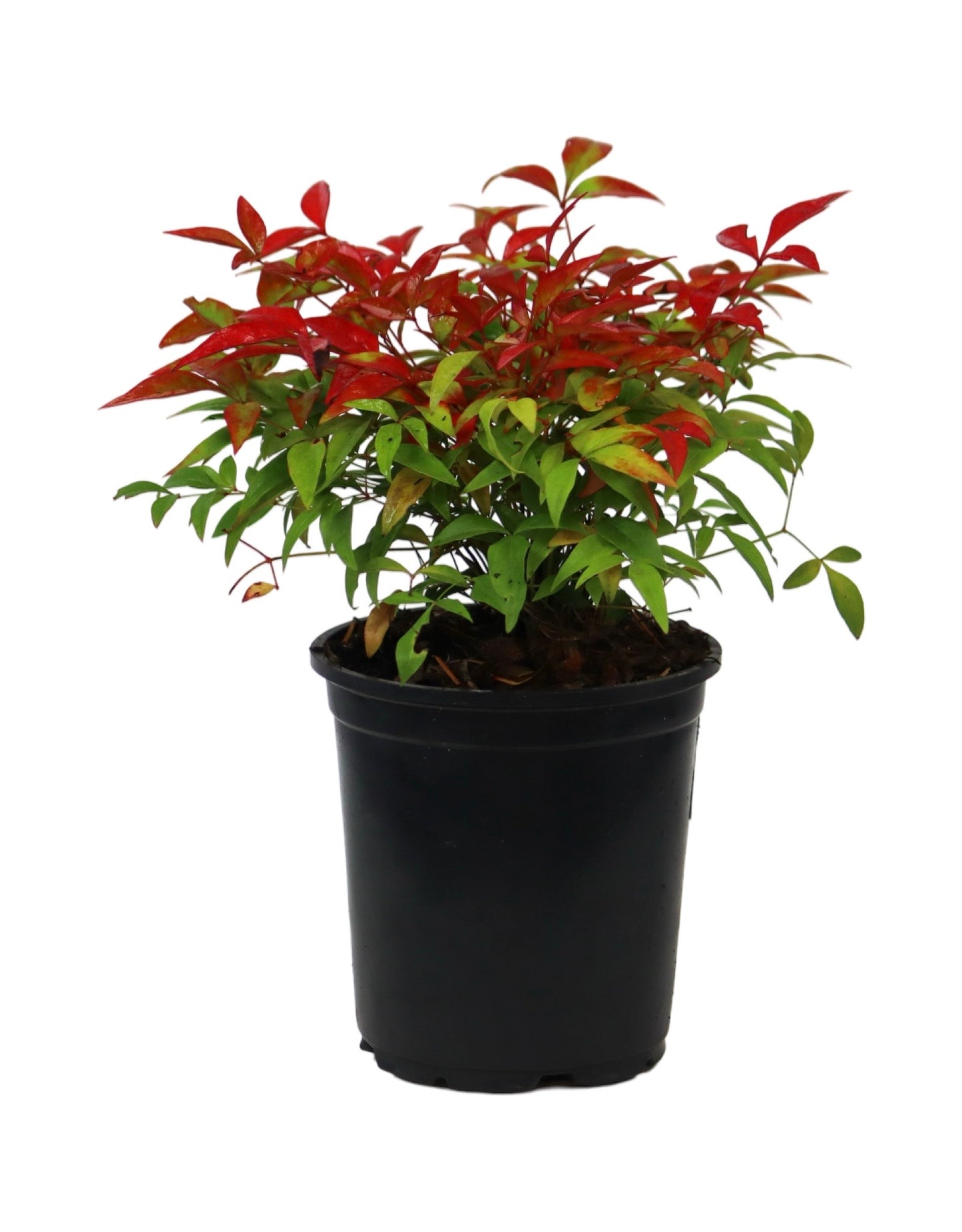 Nandina domestica 'Gulf Stream'