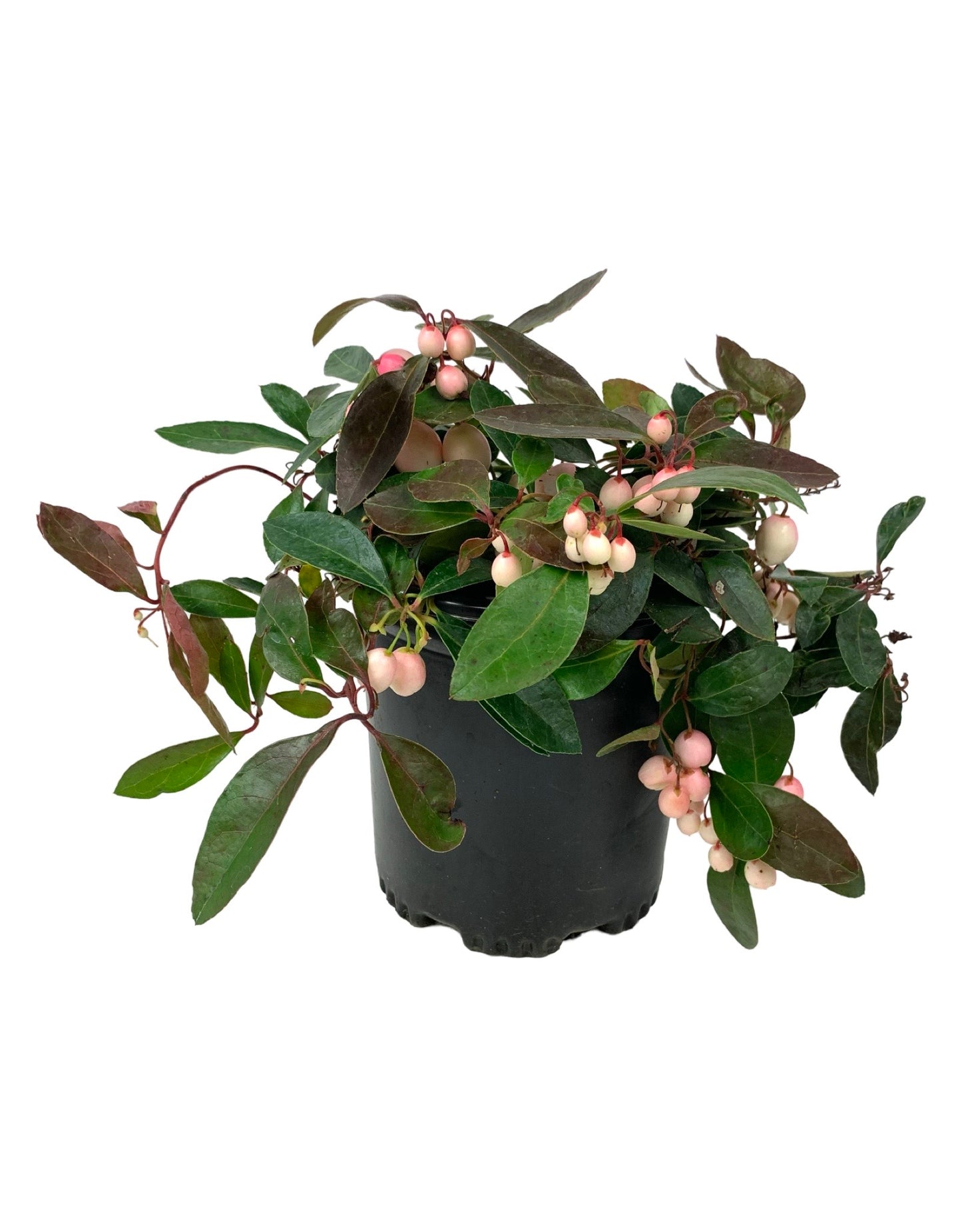 Gaultheria procumbens 'Winter Fiesta'