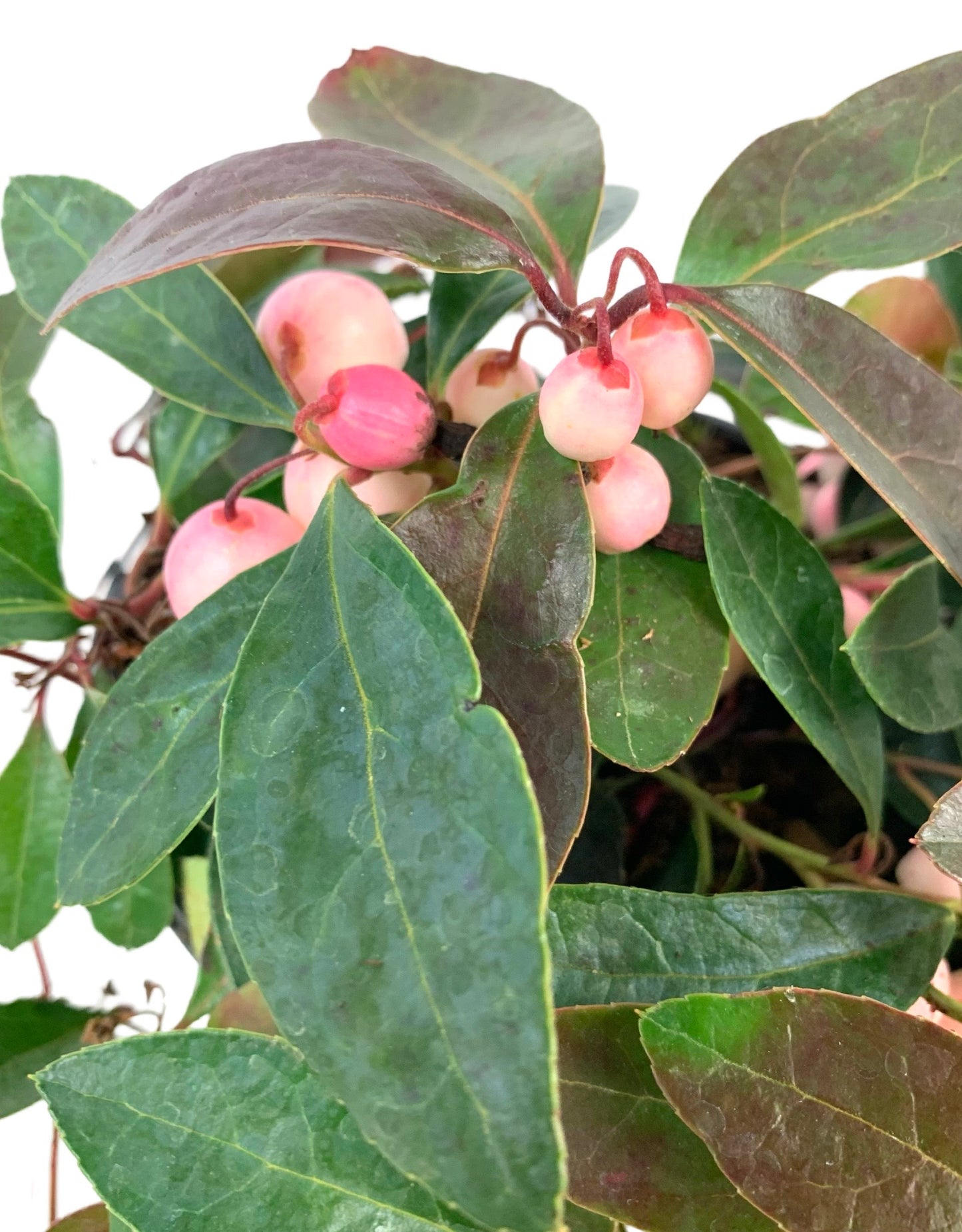 Gaultheria procumbens 'Winter Fiesta'