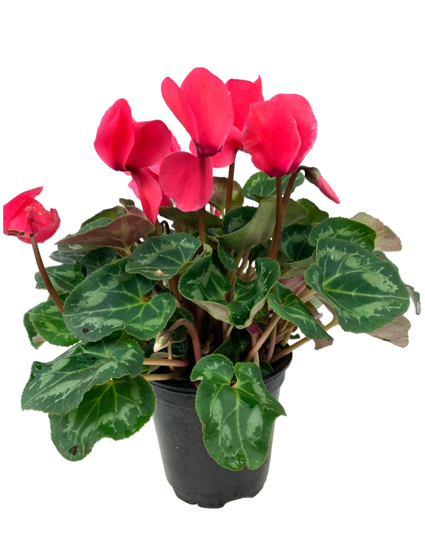 Cyclamen 'SuperSerie Allure Neon Pink'