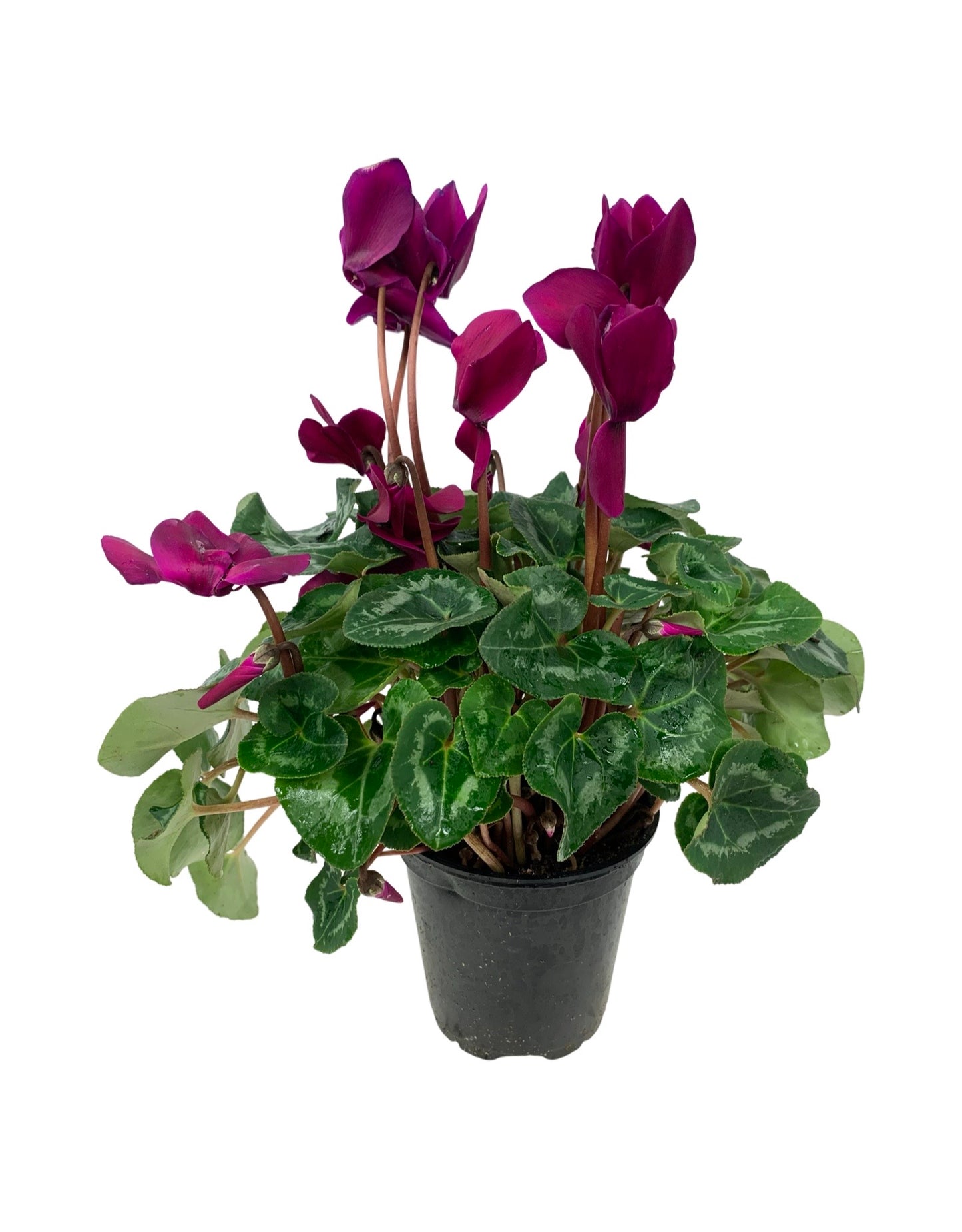 Cyclamen 'Elegante Dark Violet'