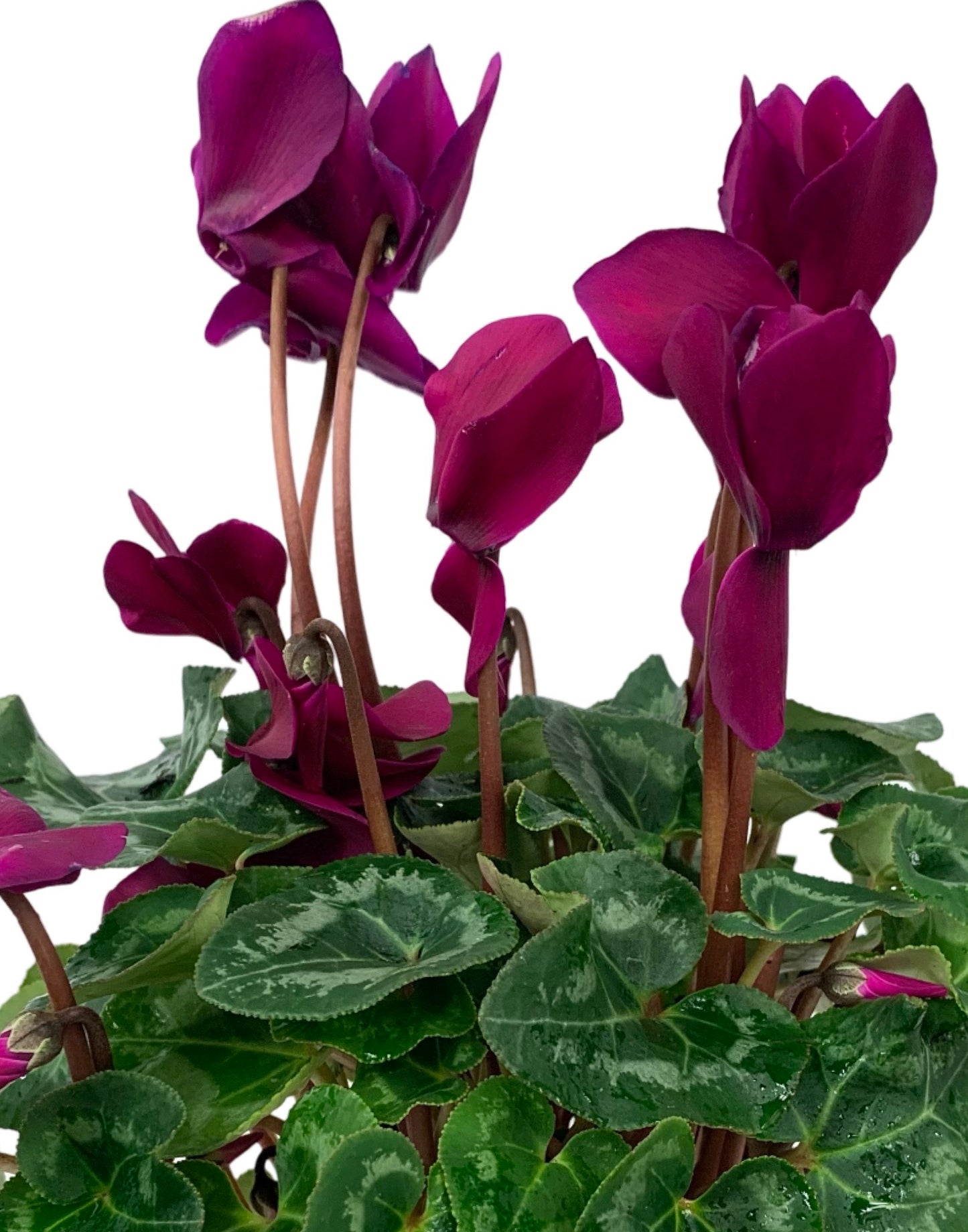 Cyclamen 'Elegante Dark Violet'