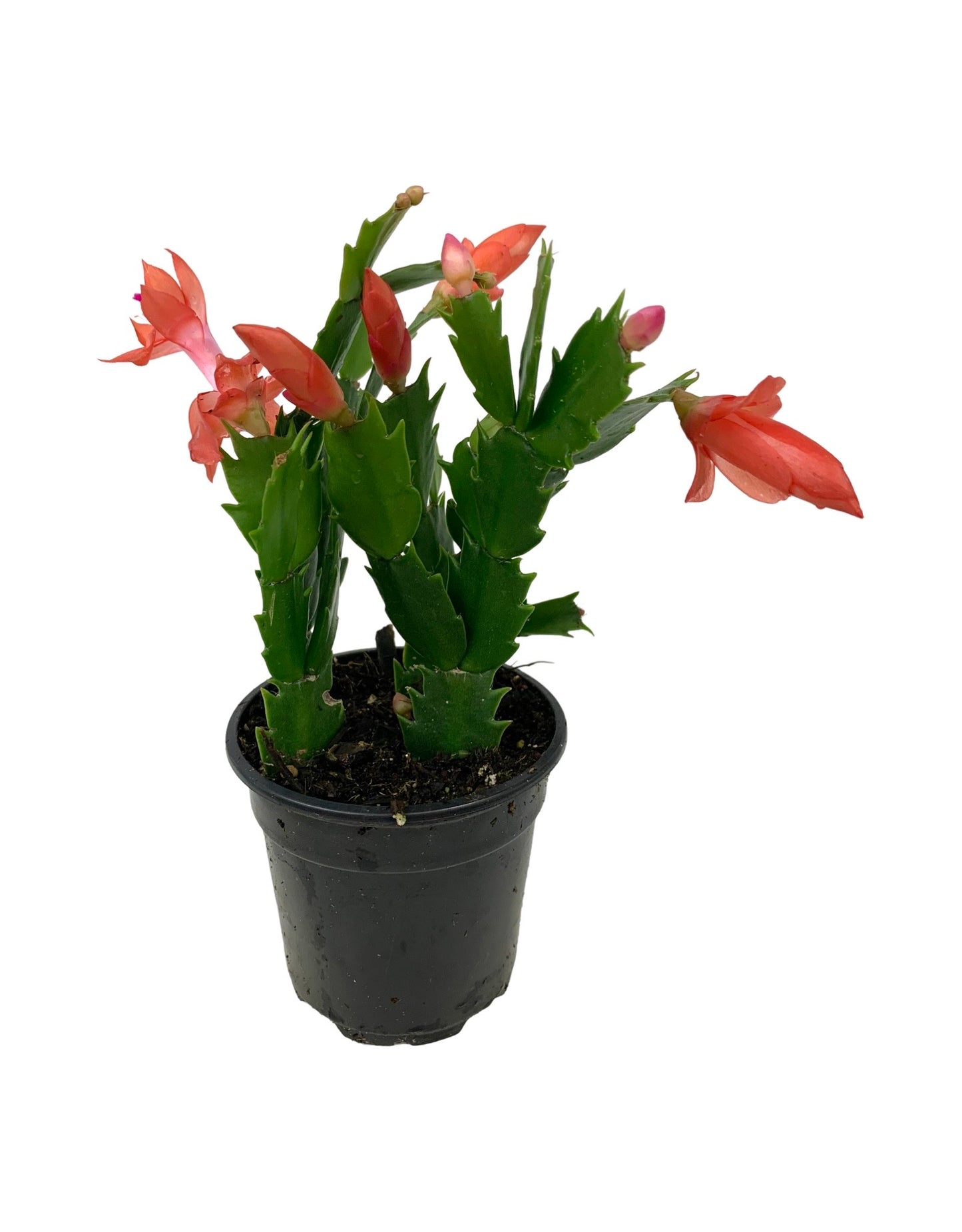 Schlumbergera 'Orange Flame'