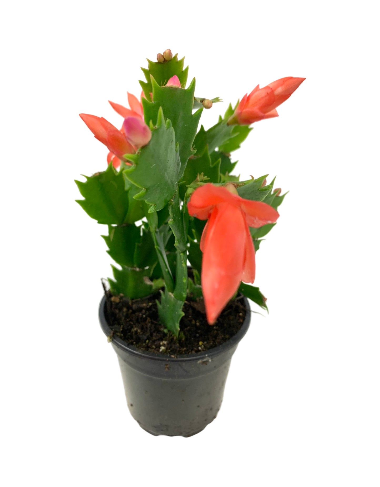 Schlumbergera 'Orange Flame'