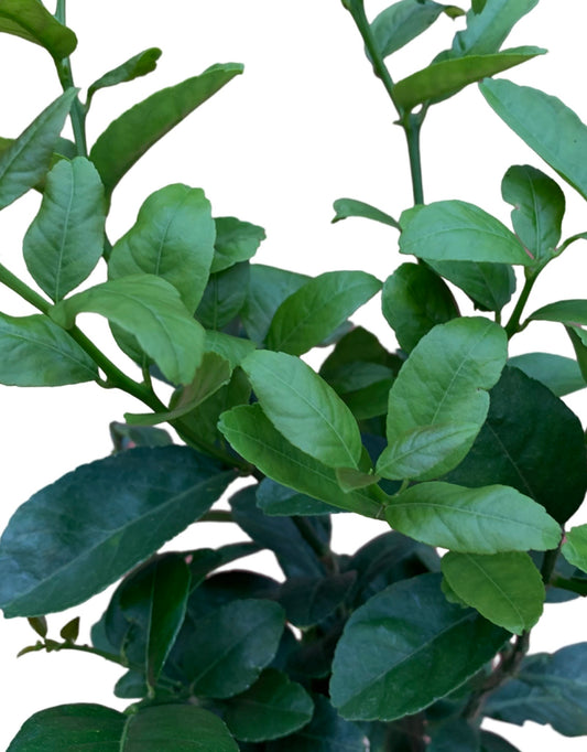 Citrus aurantifolia 'Bearss Lime'