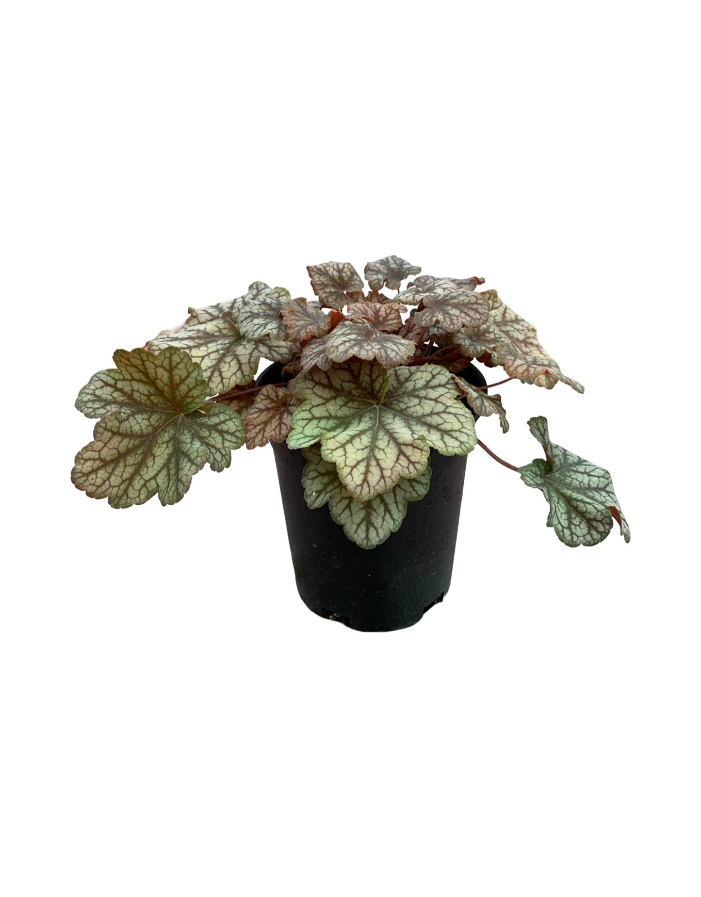 Heuchera 'Changeling'