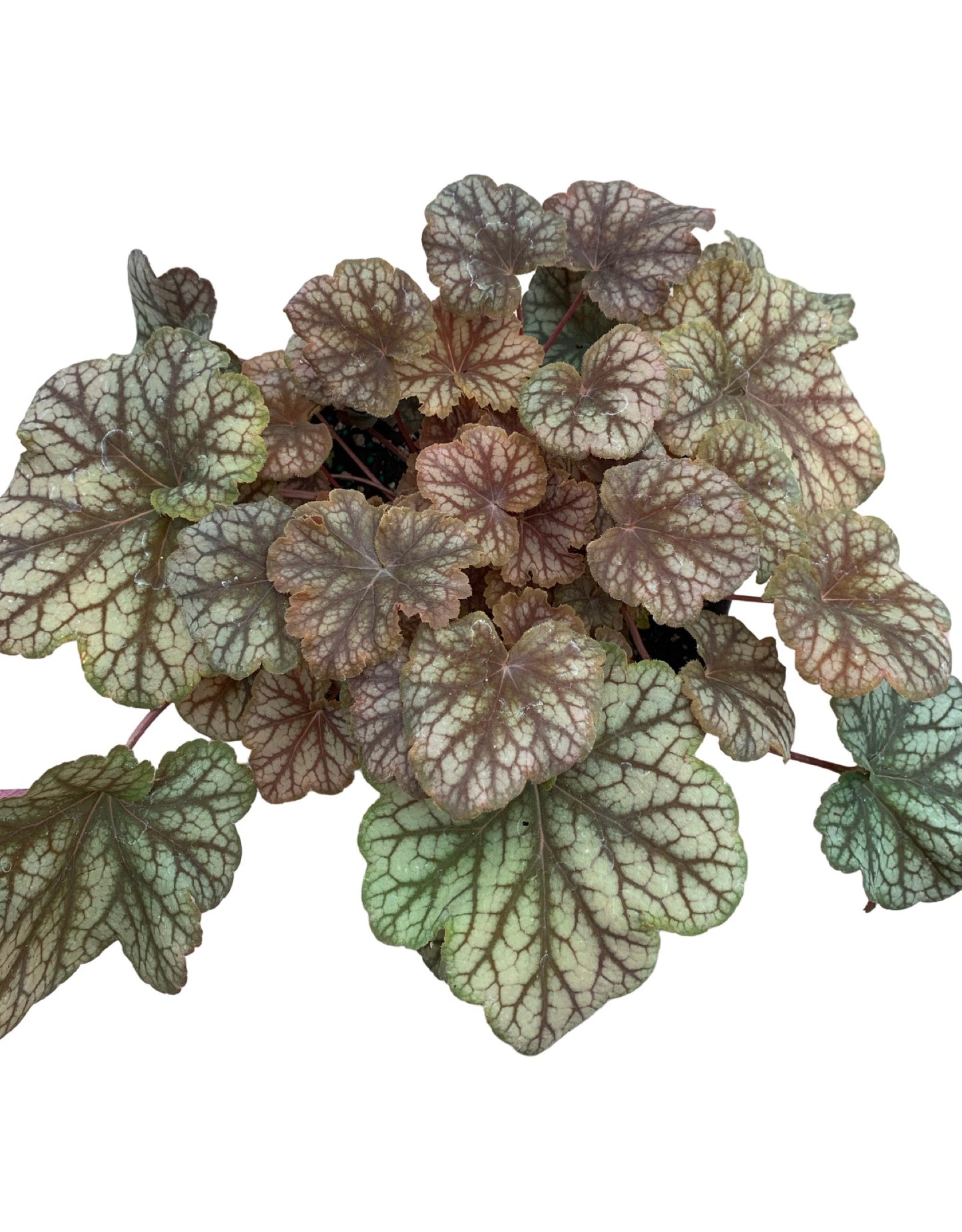 Heuchera 'Changeling'