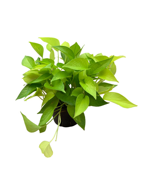 Epipremnum aureum 'Neon'