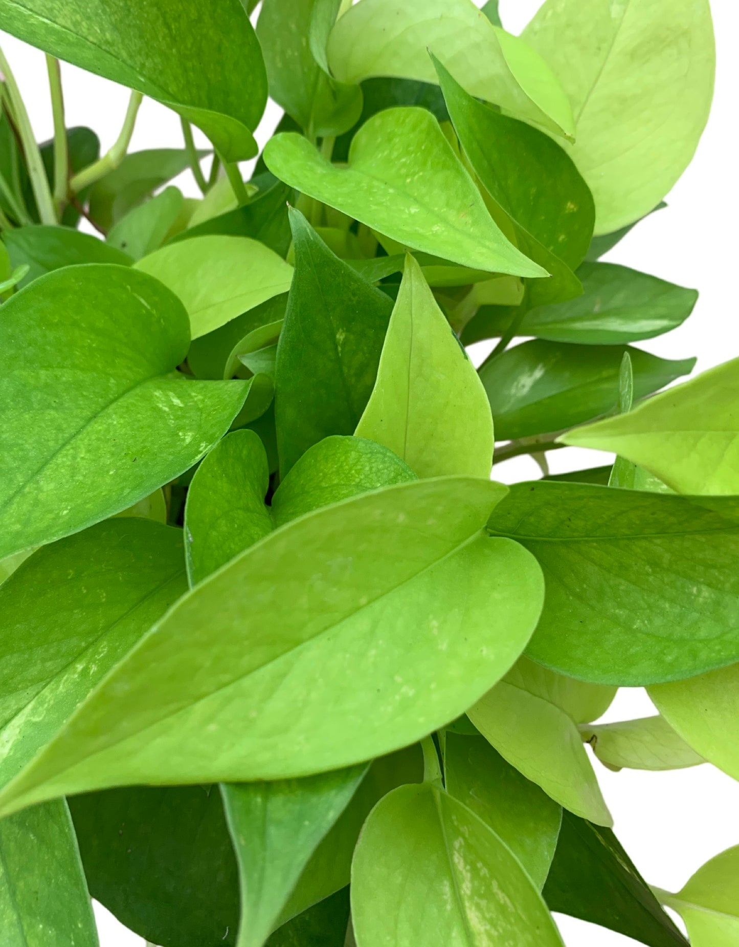 Epipremnum aureum 'Neon'