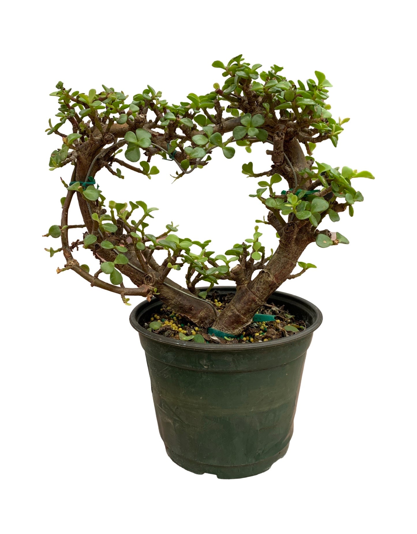 Portulacaria afra