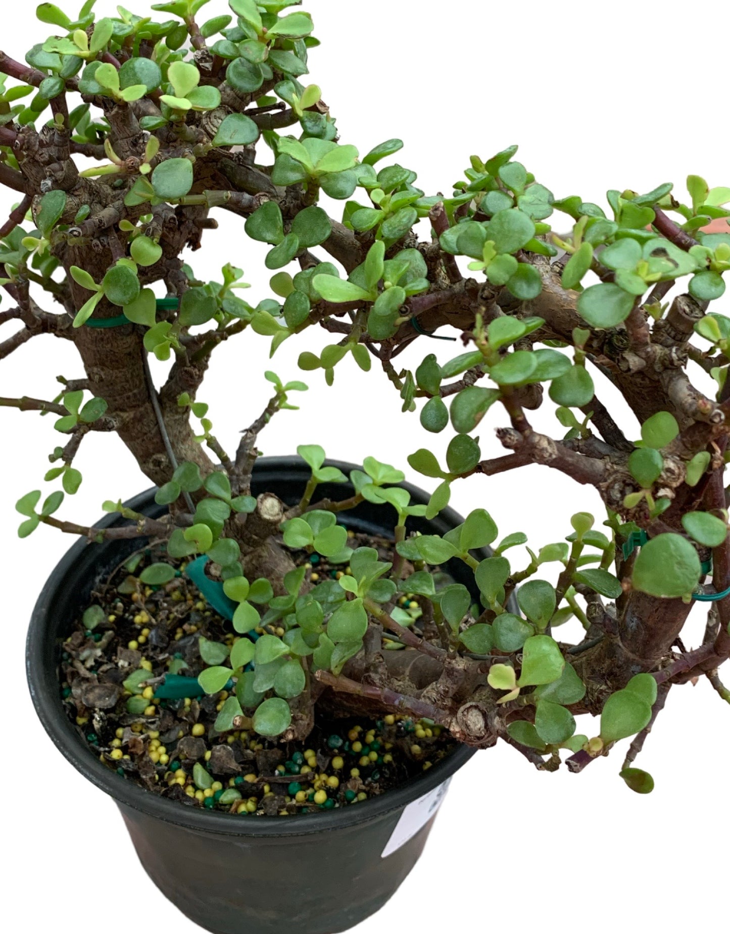 Portulacaria afra