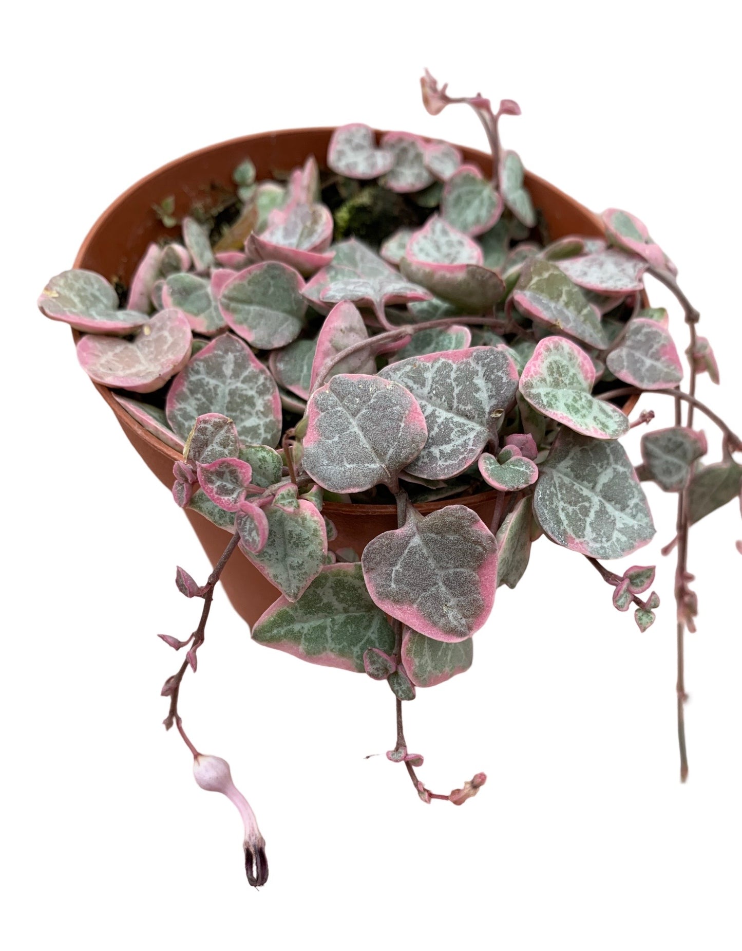 Ceropegia woodii 'Variegata'