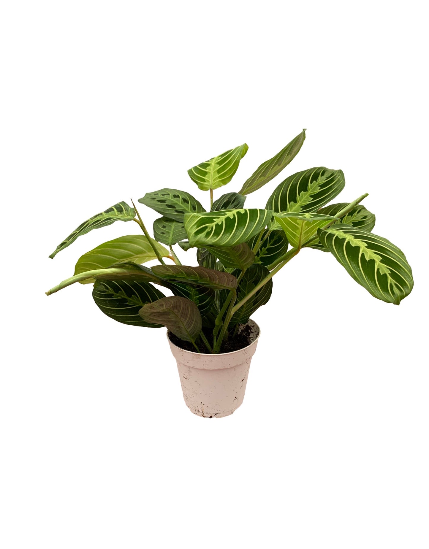 Maranta leuconeura 'Lemon Lime'