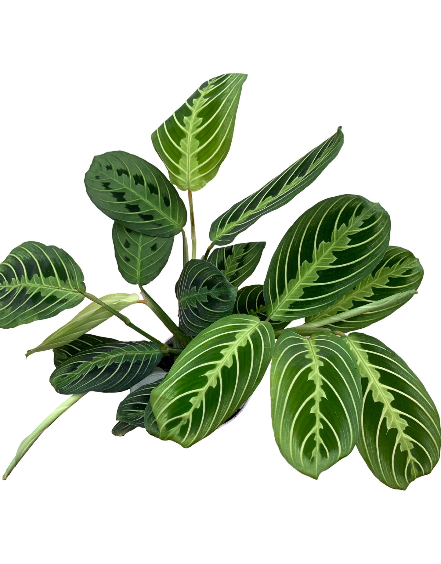 Maranta leuconeura 'Lemon Lime'