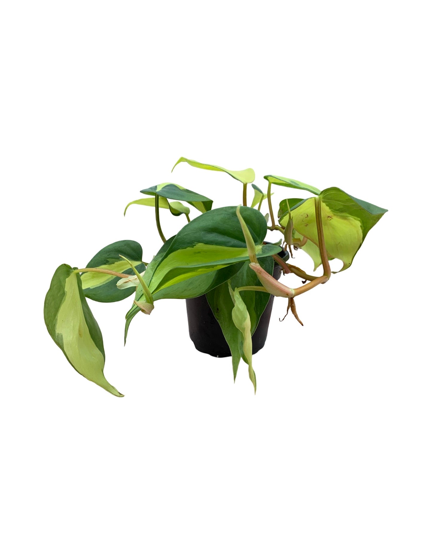 Philodendron hederaceum 'Brasil'