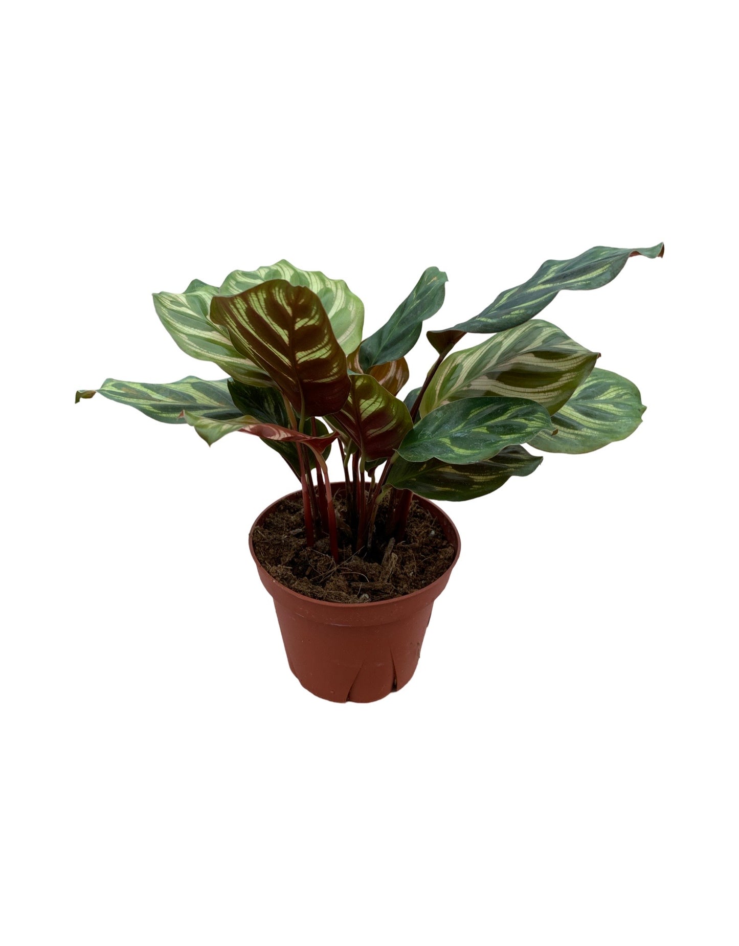 Calathea makoyana