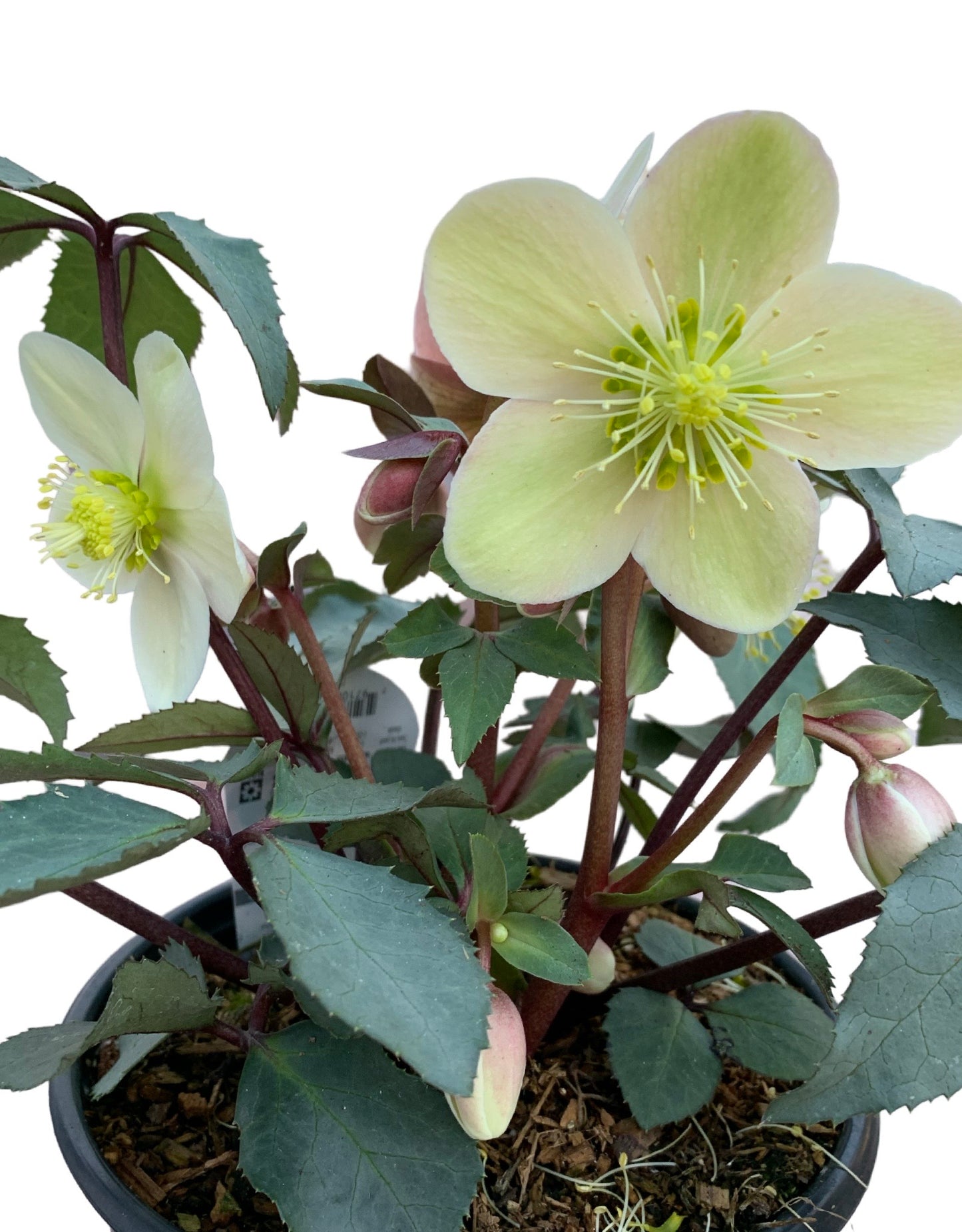 Helleborus x ericsmithii 'Monte Christo'