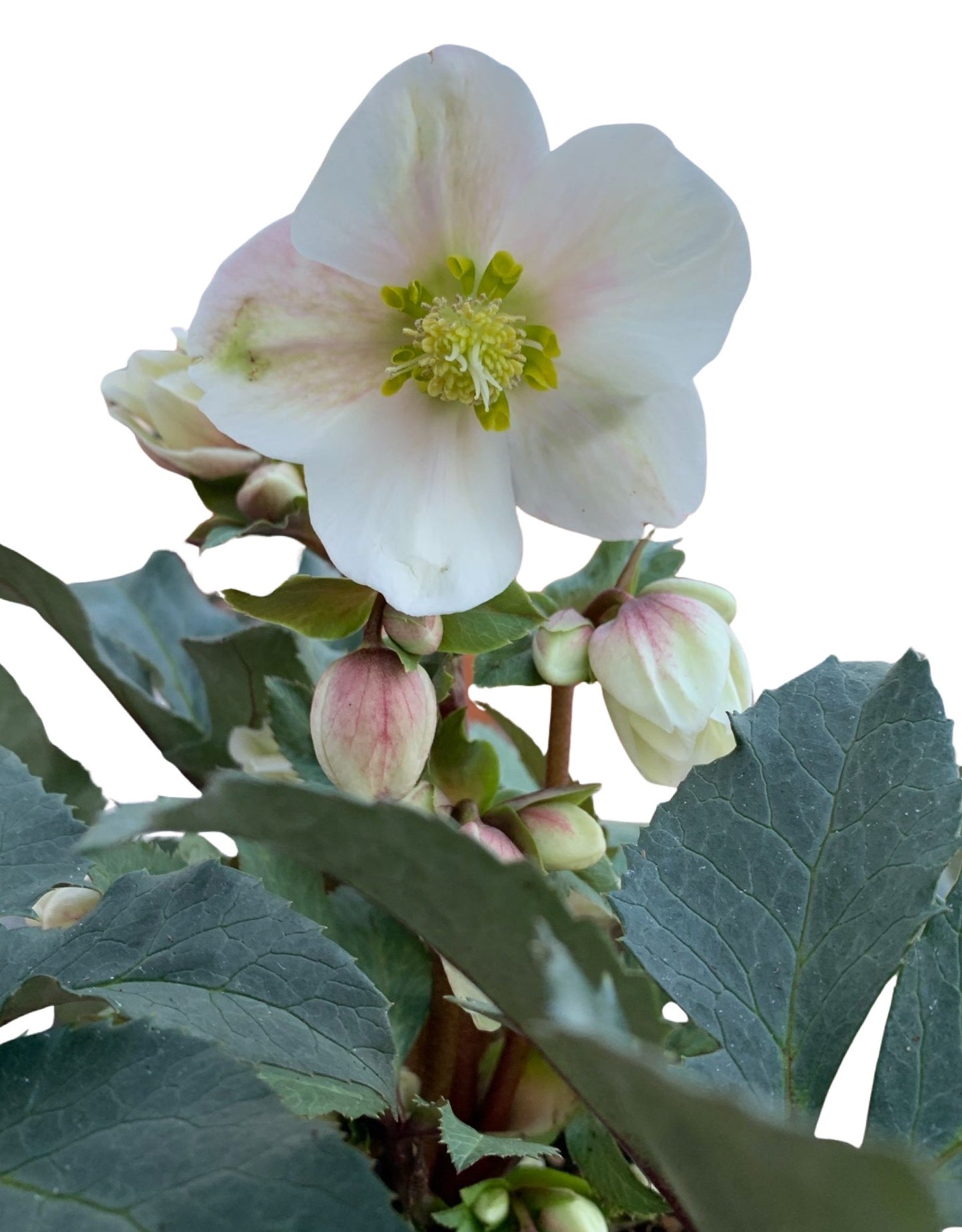 Helleborus x ericsmithii 'Shooting Star'