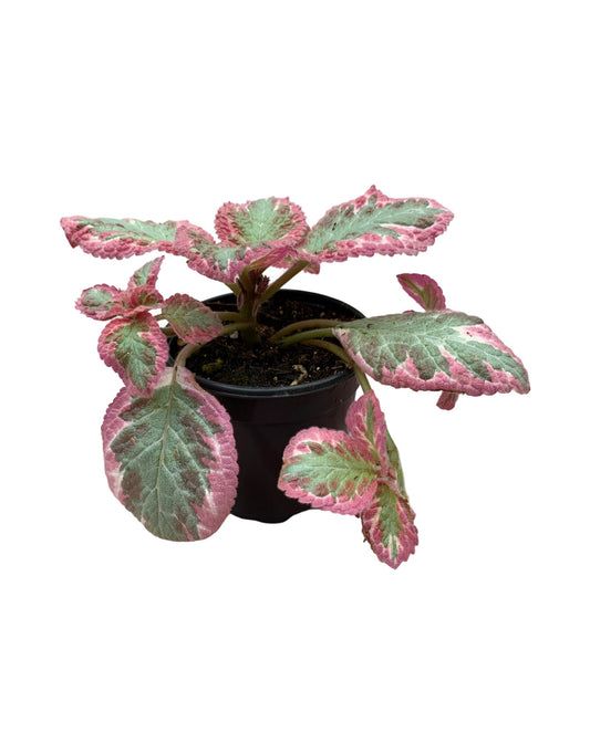 Episcia cupreata 'Cleopatra'