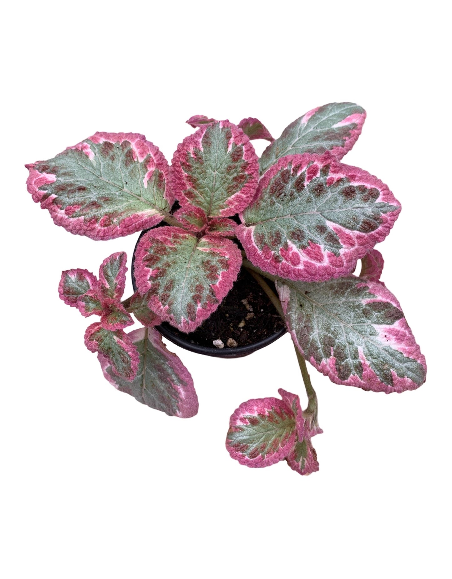 Episcia cupreata 'Cleopatra'