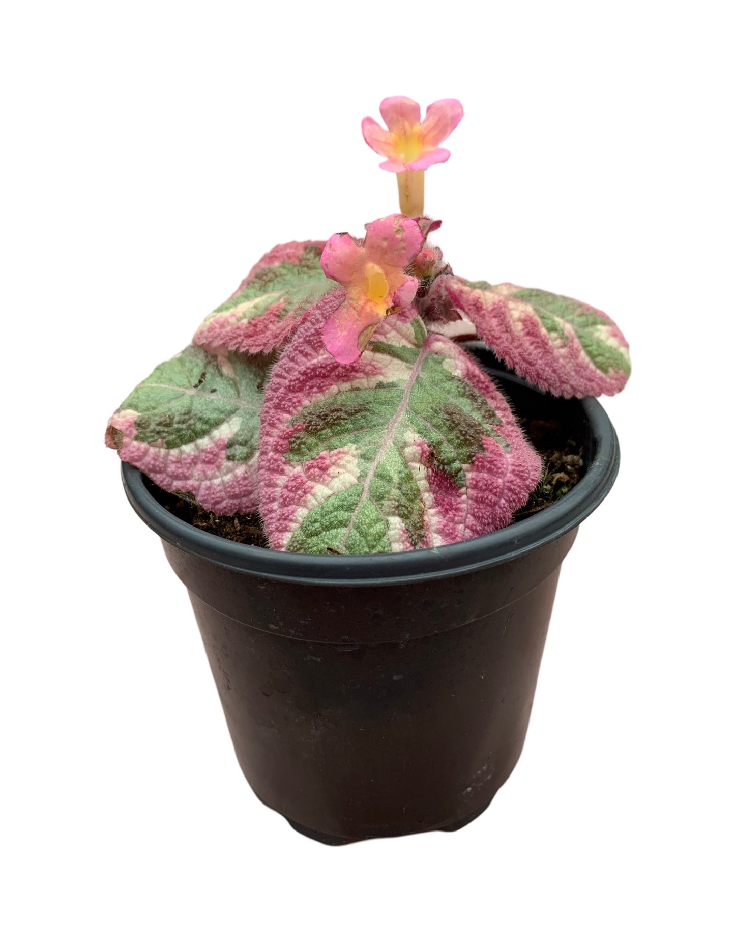 Episcia 'Diana'