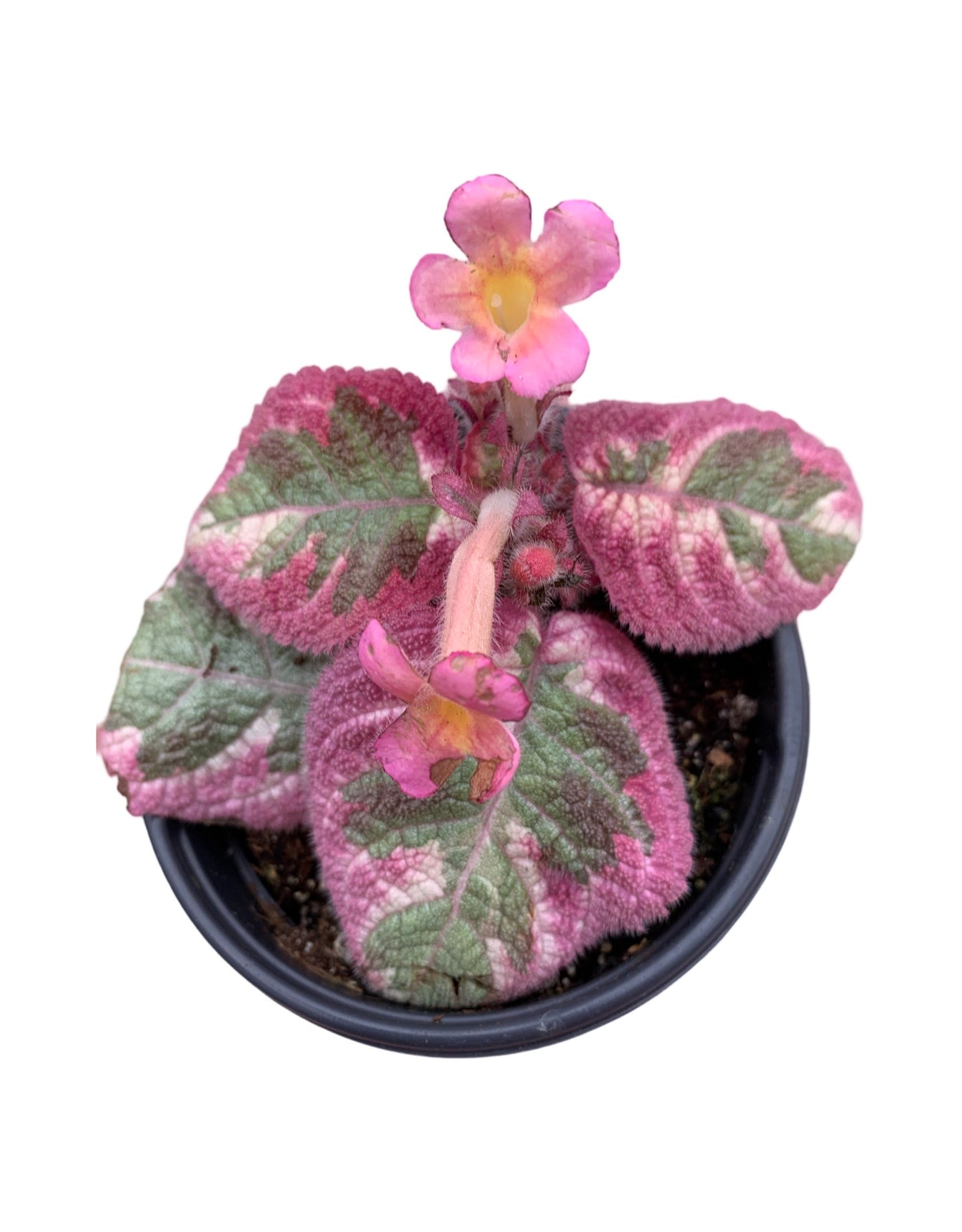 Episcia 'Diana'